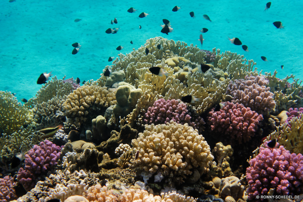 Abu Dabbab Bucht Coral reef Riff Grat Unterwasser Koralle Fisch Meer natürliche Höhe Ozean Tropischer Tauchen Wasser Marine aquatische Salzwasser Tier Tauchgang exotische geologische formation Tauchen Kolonie Reisen Sonnenlicht bunte Urlaub tief Sonne erkunden Exploration Sonnenstrahl Leben Tourismus hell Orte Strahlen Traum unter Strahl Blasen Farbe Taucher Unterwasser unter seelandschaft Entspannung Fische Schwimmen Wildtiere Scuba diving Schule nass Urlaub Anemone 3D unter klar Licht Tiefe welligkeit Sommer Aquarium Oberfläche Salz Sonnenschein Tiere weiche transparente Schnorcheln Sport Fels Szene Türkis Klima Reinheit coral reef reef ridge underwater coral fish sea natural elevation ocean tropical diving water marine aquatic saltwater animal dive exotic geological formation scuba colony travel sunlight colorful vacation deep sun explore exploration sunbeam life tourism bright places rays dream below ray bubbles color diver undersea beneath seascape relaxation fishes swimming wildlife scuba diving school wet holiday anemone 3d under clear light depth ripple summer aquarium surface salt sunshine animals soft transparent snorkeling sport rock scene turquoise climate purity