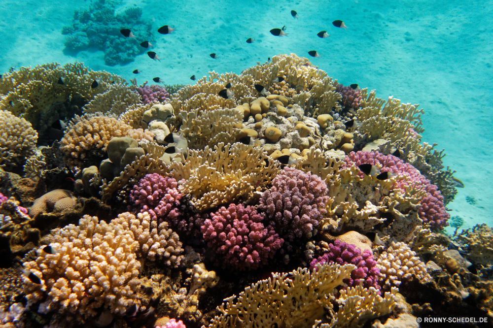 Abu Dabbab Bucht Coral reef Riff Unterwasser Koralle Fisch Grat Meer Ozean Tropischer Tauchen Marine Wasser Tier natürliche Höhe aquatische Salzwasser Tauchgang exotische Tauchen Polyp coelenterate Sonnenlicht Kolonie Reisen geologische formation Wirbellose tief bunte Sonne Urlaub Leben Sonnenstrahl hell Exploration erkunden Tourismus Strahlen Farbe Strahl Unterwasser Taucher unter Orte Wildtiere nass Traum unter unter Schwimmen Blasen Aquarium Scuba diving Fische Entspannung Anemone Schule Tiefe Salz seelandschaft welligkeit klar Schnorcheln 3D Oberfläche Sonnenschein Licht Urlaub weiche Sommer transparente harte Korallen Flüssigkeit Organismus Sport Tiere Reinheit Erholung coral reef reef underwater coral fish ridge sea ocean tropical diving marine water animal natural elevation aquatic saltwater dive exotic scuba polyp coelenterate sunlight colony travel geological formation invertebrate deep colorful sun vacation life sunbeam bright exploration explore tourism rays color ray undersea diver below places wildlife wet dream beneath under swimming bubbles aquarium scuba diving fishes relaxation anemone school depth salt seascape ripple clear snorkeling 3d surface sunshine light holiday soft summer transparent hard coral liquid organism sport animals purity recreation