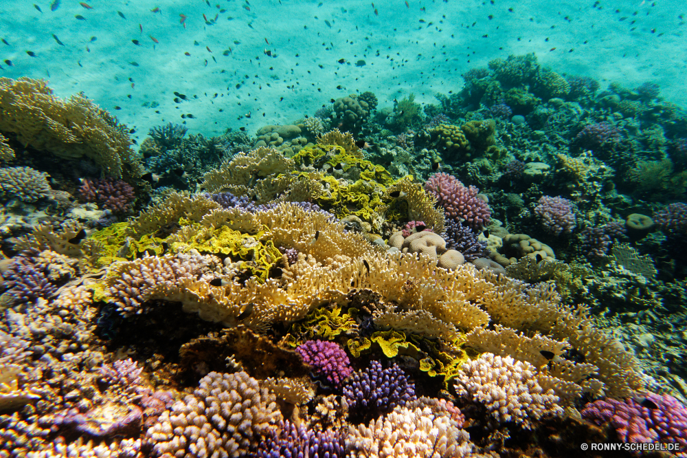 Abu Dabbab Bucht Coral reef Riff Unterwasser Grat Koralle Fisch Meer Ozean Tauchen Tropischer Wasser natürliche Höhe Marine Tier aquatische Tauchgang Salzwasser Tauchen exotische geologische formation Reisen Sonnenlicht Kolonie tief Urlaub Sonne Polyp bunte Leben Sonnenstrahl erkunden Exploration Tourismus coelenterate Wirbellose hell Strahlen Taucher Strahl Wildtiere unter Farbe Orte unter unter Fische Schwimmen Blasen Unterwasser Tiefe Aquarium Entspannung seelandschaft Traum Scuba diving nass 3D Salz Urlaub Anemone Oberfläche Sommer Licht Schule Schnorcheln welligkeit unter Wasser klar Sonnenschein Tiere Ruhe weiche transparente Sonnenstrahlen Szenen ins Rollen gerendert Klima gelassene dunkel Sport See Kopie coral reef reef underwater ridge coral fish sea ocean diving tropical water natural elevation marine animal aquatic dive saltwater scuba exotic geological formation travel sunlight colony deep vacation sun polyp colorful life sunbeam explore exploration tourism coelenterate invertebrate bright rays diver ray wildlife below color places under beneath fishes swimming bubbles undersea depth aquarium relaxation seascape dream scuba diving wet 3d salt holiday anemone surface summer light school snorkeling ripple submerged clear sunshine animals calm soft transparent sunbeams scenes rolling rendered climate serene dark sport lake copy