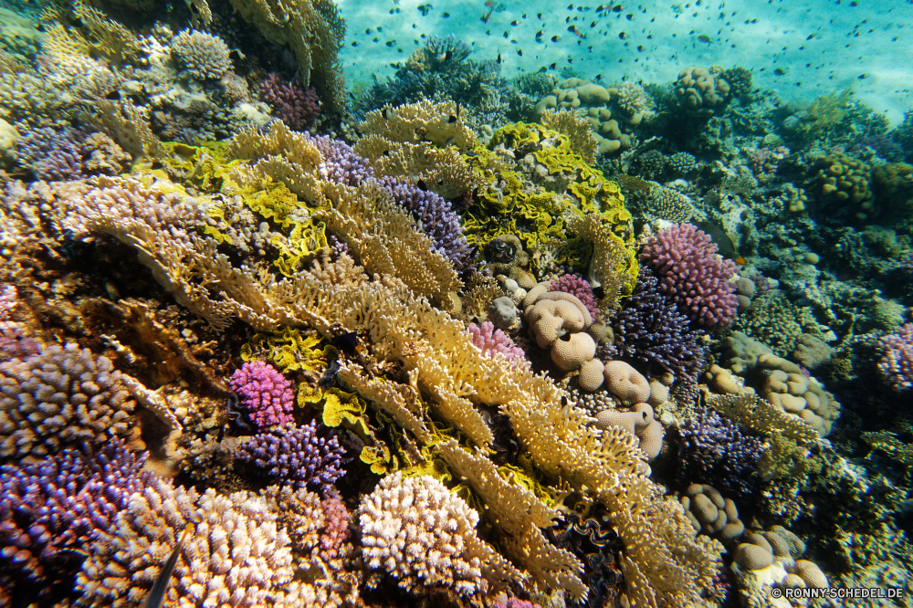 Abu Dabbab Bucht Coral reef Riff Grat Unterwasser Koralle Fisch Meer Ozean natürliche Höhe Tauchen Tropischer Wasser Marine Tier aquatische Salzwasser Tauchgang Tauchen exotische geologische formation Sonnenlicht Reisen Kolonie tief Sonne Leben Sonnenstrahl Urlaub bunte Exploration Strahlen erkunden hell Strahl Tourismus unter Farbe seelandschaft unter Entspannung unter Polyp Wildtiere Taucher Unterwasser Orte Schwimmen Traum Fische Oberfläche 3D coelenterate Scuba diving Tiefe nass Blasen Wirbellose Aquarium Salz Urlaub Sommer Schule Licht welligkeit Tiere weiche Anemone unter Wasser Szenen klar Sonnenschein Ruhe ruhige transparente Sonnenstrahlen ins Rollen gerendert Klima gelassene See Kopie Schnorcheln Flüssigkeit Raum Türkis horizontale idyllische dunkel Sport Reinheit frisch coral reef reef ridge underwater coral fish sea ocean natural elevation diving tropical water marine animal aquatic saltwater dive scuba exotic geological formation sunlight travel colony deep sun life sunbeam vacation colorful exploration rays explore bright ray tourism below color seascape beneath relaxation under polyp wildlife diver undersea places swimming dream fishes surface 3d coelenterate scuba diving depth wet bubbles invertebrate aquarium salt holiday summer school light ripple animals soft anemone submerged scenes clear sunshine calm tranquil transparent sunbeams rolling rendered climate serene lake copy snorkeling liquid space turquoise horizontal idyllic dark sport purity fresh