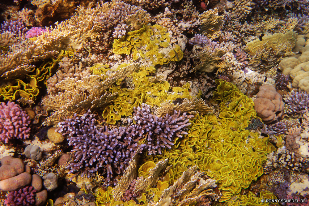 Abu Dabbab Bucht Riff Coral reef Tier Wirbellose Pflanze Korallenpilz Koralle Fisch Meer Unterwasser Pilz Marine Organismus bunte Ozean Wasser Grat Tropischer Textur Barnacle aquatische vascular plant gelb Strauch Salzwasser Tauchgang Stein Wald Oberfläche Krustentier Rau exotische Farben natürliche Pflanzen Fels natürliche Höhe Saison Blume Herbst fallen Tauchen sea squirt Blumen Landschaft woody plant Muster Material Gliederfüßer Baum Farbe Blatt Tauchen Kraut im freien Urlaub tief Blätter alt Braun Orange Tapete schmutzig Reisen Exploration im freien Gestaltung Frühling Leben Grunge Floral Stachelhäuter Korn Park Sonnenlicht Sonne lebendige frisch Felsen Tourismus Landschaft Linien closeup Flora Polyp Kolonie Wild erkunden Kunst Sommer Seeanemone Holz Federstern Landwirtschaft texturierte reef coral reef animal invertebrate plant coral fungus coral fish sea underwater fungus marine organism colorful ocean water ridge tropical texture barnacle aquatic vascular plant yellow shrub saltwater dive stone forest surface crustacean rough exotic colors natural plants rock natural elevation season flower autumn fall diving sea squirt flowers landscape woody plant pattern material arthropod tree color leaf scuba herb outdoor vacation deep leaves old brown orange wallpaper dirty travel exploration outdoors design spring life grunge floral echinoderm grain park sunlight sun vibrant fresh rocks tourism countryside lines closeup flora polyp colony wild explore art summer sea anemone wood feather star agriculture textured