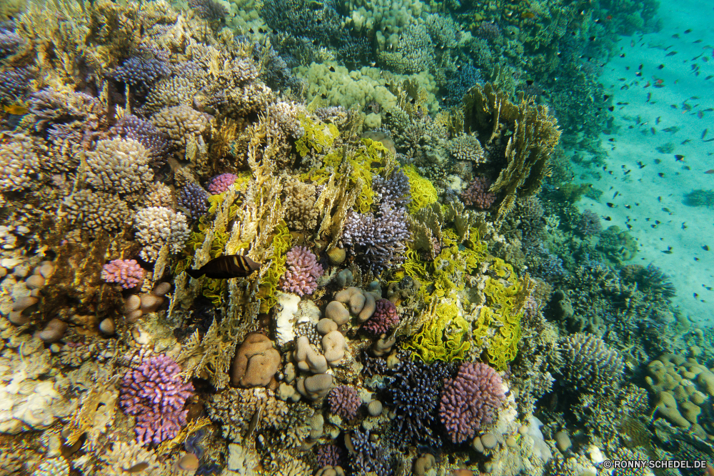 Abu Dabbab Bucht Riff Coral reef Unterwasser Koralle Fisch Meer Tier Ozean Tropischer Wasser Sea urchin Marine Tauchen Wirbellose Grat aquatische Salzwasser Stachelhäuter Tauchgang exotische Tauchen Reisen natürliche Höhe bunte Kaktus Sonnenlicht Sonne Kolonie Tourismus Urlaub Pflanze Leben tief erkunden Sonnenstrahl Exploration Polyp Farbe Orte hell Tanne Traum coelenterate geologische formation Aquarium Essbare Früchte unter Wüste unter Kiefer seelandschaft Blasen Strahl Unterwasser Anemone Obst Strahlen Oberfläche scharfe Sommer Wildtiere unter trocken Pflanzen nass stachelige Schwimmen Urlaub 3D Garten Entspannung horizontale Flora Licht Taucher Wild Sukkulente Tiefe Baum reef coral reef underwater coral fish sea animal ocean tropical water sea urchin marine diving invertebrate ridge aquatic saltwater echinoderm dive exotic scuba travel natural elevation colorful cactus sunlight sun colony tourism vacation plant life deep explore sunbeam exploration polyp color places bright fir dream coelenterate geological formation aquarium edible fruit beneath desert below pine seascape bubbles ray undersea anemone fruit rays surface sharp summer wildlife under dry plants wet prickly swimming holiday 3d garden relaxation horizontal flora light diver wild succulent depth tree