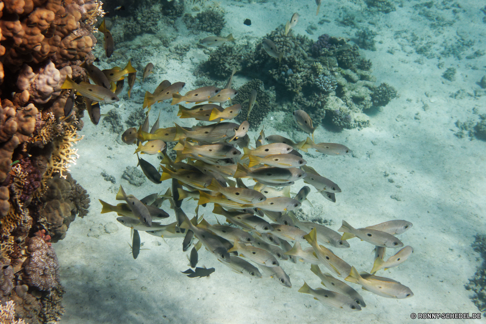 Abu Dabbab Bucht Schnapper Fisch Riff Speisefische Unterwasser Meer Koralle Ozean Wasser Tropischer Tauchen Marine aquatische Tauchen Tauchgang exotische Salzwasser Coral reef spiny-finned fish Reisen tief bunte Kolonie Urlaub Tourismus erkunden Grat Exploration Sonne Sonnenlicht Taucher Orte seelandschaft Blasen Unterwasser Leben Traum hell Sonnenstrahl Schwimmen Entspannung Anemone unter natürliche Höhe Tiere Strahl Barrakudas Tiefe Schule unter Fische unter Strahlen klar Farbe Schnorcheln Wildtiere Schwimmen Scuba diving welligkeit Abenteuer Sport nass Aquarium Oberfläche Türkis Salz Wrack unter Wasser 3D Tierwelt Anemonenfisch Licht See transparente Sommer Schnorchel snapper fish reef food fish underwater sea coral ocean water tropical diving marine aquatic scuba dive exotic saltwater coral reef spiny-finned fish travel deep colorful colony vacation tourism explore ridge exploration sun sunlight diver places seascape bubbles undersea life dream bright sunbeam swimming relaxation anemone under natural elevation animals ray barracuda depth school beneath fishes below rays clear color snorkeling wildlife swim scuba diving ripple adventure sport wet aquarium surface turquoise salt wreck submerged 3d fauna anemone fish light lake transparent summer snorkel