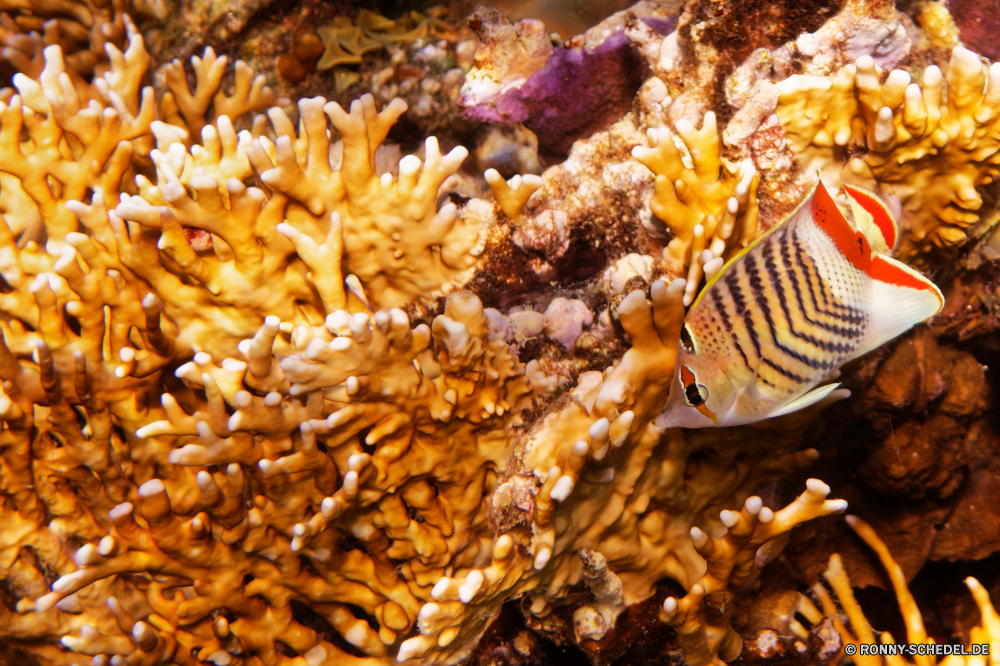 Abu Dabbab Bucht Anemonenfisch Riff Unterwasser Koralle Meer Ozean Coral reef Marine Tropischer Fisch Wasser Tauchen aquatische Tauchen Salzwasser Tauchgang exotische Grat bunte Reisen tief natürliche Höhe Kolonie Urlaub Leben Sonnenlicht erkunden Sonne Tourismus Aquarium Exploration Anemone hell Unterwasser seelandschaft Wirbellose Wildtiere Orte Sonnenstrahl Seeanemone Farbe Traum Polyp Entspannung Strahl Strahlen Blasen Tiere geologische formation Tiefe unter Schwimmen unter Taucher Schnorcheln unter coelenterate Sommer gelb Fische Licht nass Oberfläche Schule 3D Salz Abenteuer Sport ruhige anemone fish reef underwater coral sea ocean coral reef marine tropical fish water diving aquatic scuba saltwater dive exotic ridge colorful travel deep natural elevation colony vacation life sunlight explore sun tourism aquarium exploration anemone bright undersea seascape invertebrate wildlife places sunbeam sea anemone color dream polyp relaxation ray rays bubbles animals geological formation depth under swimming beneath diver snorkeling below coelenterate summer yellow fishes light wet surface school 3d salt adventure sport tranquil