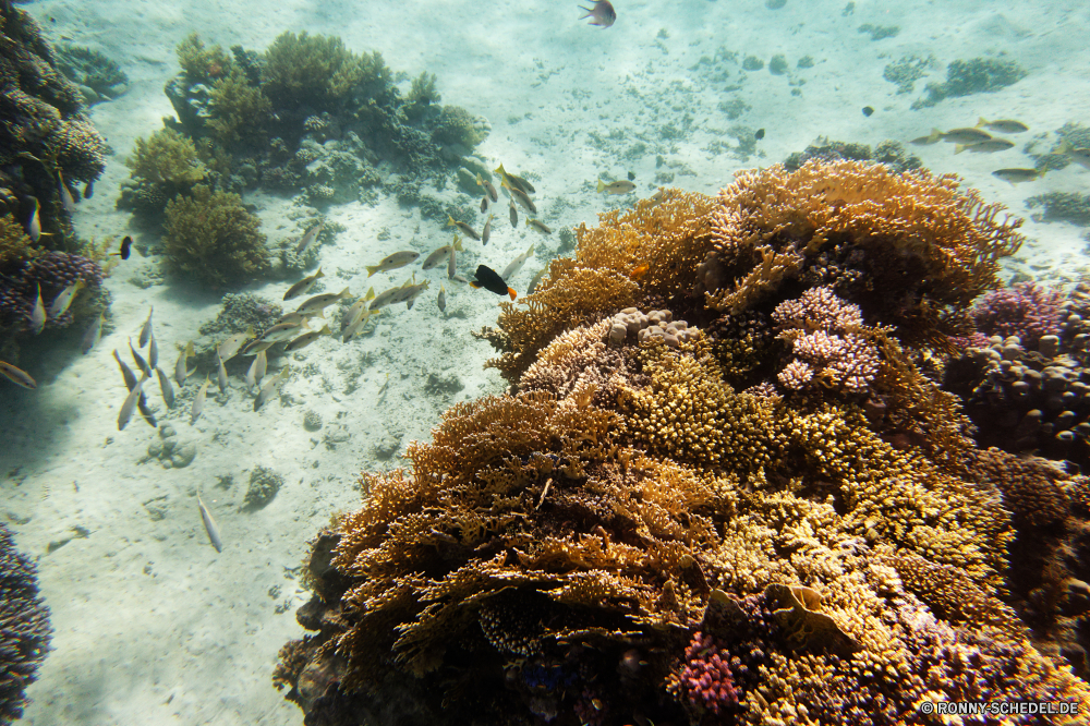 Abu Dabbab Bucht Coral reef Riff Koralle Unterwasser Fisch Meer Grat Ozean Tropischer Marine Wasser Tauchen aquatische natürliche Höhe Tauchgang Tier Salzwasser exotische Tauchen Hirnkoralle Sonne Sonnenlicht Kolonie Steinkorallen Sonnenstrahl Reisen geologische formation bunte Urlaub tief erkunden Exploration Strahlen Strahl Tourismus unter unter Leben hell unter seelandschaft Entspannung Orte Taucher Farbe Unterwasser 3D nass Traum welligkeit Blasen Sonnenschein Schule Wildtiere Sommer Wirbellose unter Wasser Fische Tiefe Schwimmen Oberfläche Ruhe Aquarium Scuba diving Anemone Sonnenstrahlen Salz klar gelassene Szenen ins Rollen gerendert Licht See friedliche transparente Schnorcheln Kopie Ruhe Flüssigkeit idyllische dunkel ruhige weiche Polyp atmosphärische Wellen Urlaub hilfst du Raum horizontale Reinheit Erholung coral reef reef coral underwater fish sea ridge ocean tropical marine water diving aquatic natural elevation dive animal saltwater exotic scuba brain coral sun sunlight colony stony coral sunbeam travel geological formation colorful vacation deep explore exploration rays ray tourism beneath below life bright under seascape relaxation places diver color undersea 3d wet dream ripple bubbles sunshine school wildlife summer invertebrate submerged fishes depth swimming surface calm aquarium scuba diving anemone sunbeams salt clear serene scenes rolling rendered light lake peaceful transparent snorkeling copy tranquility liquid idyllic dark tranquil soft polyp waves atmospheric holiday inviting space horizontal purity recreation