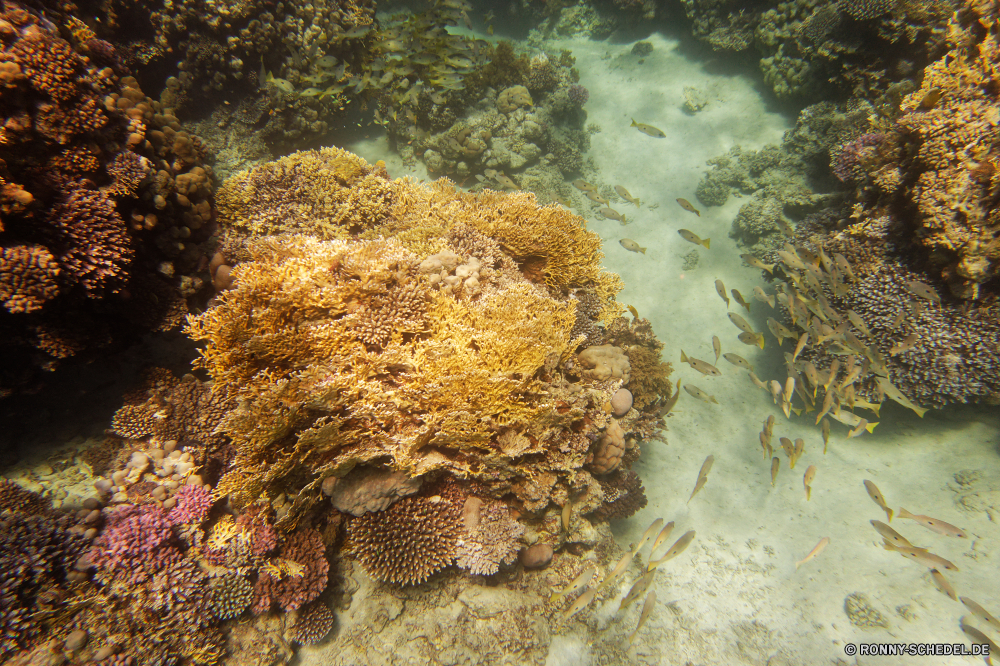 Abu Dabbab Bucht Riff Koralle Unterwasser Fisch Meer Ozean Tropischer Marine Coral reef Wasser Tauchen Tier aquatische Tauchgang Tauchen Salzwasser exotische Wirbellose Hirnkoralle Grat Steinkorallen Reisen Urlaub Kolonie tief Sonnenlicht natürliche Höhe Stachelhäuter bunte Seegurke Sonne erkunden Sonnenstrahl Tourismus Strahl Exploration Leben Orte Wildtiere hell Strahlen unter Traum Unterwasser Blasen Schnorcheln Schwimmen Entspannung unter Farbe nass Polyp seelandschaft geologische formation unter Taucher Aquarium Tiefe coelenterate Schwimmen Mollusk Salz welligkeit Sonnenschein Sommer Anemone Schule 3D sea squirt Schnorchel klar Tierwelt Abenteuer Tiere friedliche Ruhe Schnapper Schneckenart Oberfläche Scuba diving Fische Wild unten Klima horizontale dunkel See ruhige reef coral underwater fish sea ocean tropical marine coral reef water diving animal aquatic dive scuba saltwater exotic invertebrate brain coral ridge stony coral travel vacation colony deep sunlight natural elevation echinoderm colorful sea cucumber sun explore sunbeam tourism ray exploration life places wildlife bright rays under dream undersea bubbles snorkeling swimming relaxation below color wet polyp seascape geological formation beneath diver aquarium depth coelenterate swim mollusk salt ripple sunshine summer anemone school 3d sea squirt snorkel clear fauna adventure animals peaceful calm snapper gastropod surface scuba diving fishes wild bottom climate horizontal dark lake tranquil