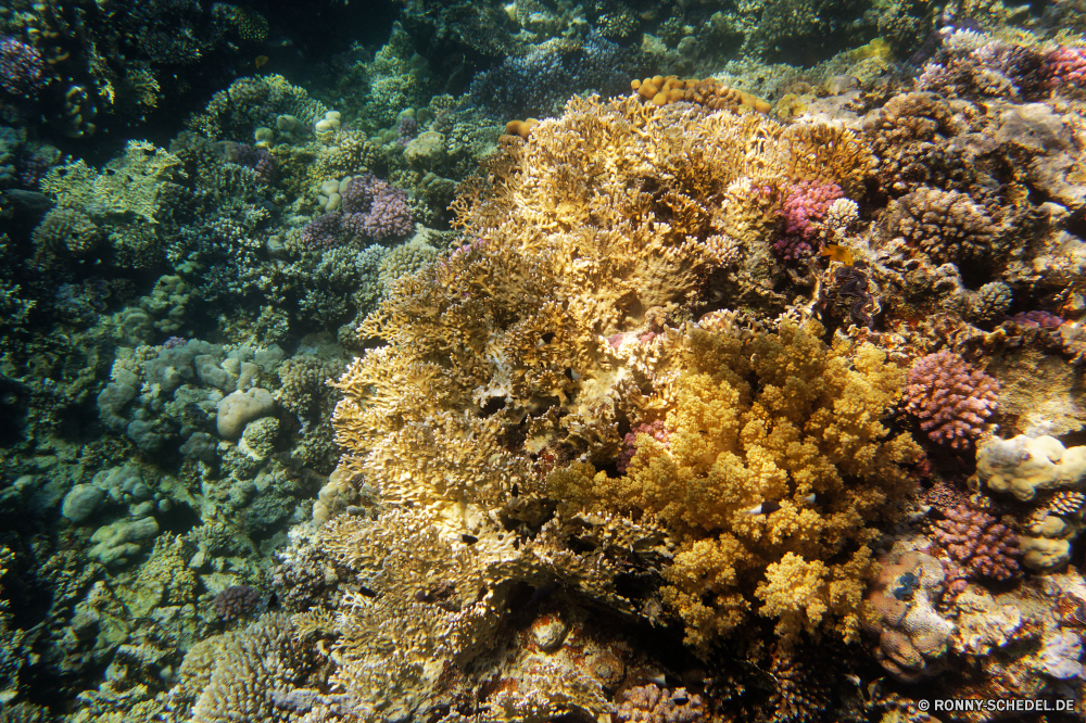 Abu Dabbab Bucht Polyp Riff coelenterate Unterwasser Koralle Wirbellose Tier Fisch Meer Ozean Tropischer Wasser Marine Tauchen aquatische Salzwasser exotische Coral reef Tauchgang Tauchen Kolonie Reisen Sonnenlicht Sonne bunte Urlaub Grat Sonnenstrahl erkunden Tourismus Organismus Exploration tief Strahlen Strahl Traum hell Orte unter unter natürliche Höhe seelandschaft Blasen Entspannung Leben Unterwasser Farbe Sea urchin 3D nass unter Fels Stachelhäuter Sommer Aquarium ruhige Licht Tiefe klar Ruhe Taucher Scuba diving Anemone unter Wasser Park Schule Sonnenstrahlen Szenen Oberfläche Landschaft Salz welligkeit gelassene Sonnenschein See weiche Fische ins Rollen Kopie Ruhe gerendert idyllische horizontale Baum Wildtiere atmosphärische Wellen geologische formation Urlaub hilfst du Raum Schwimmen dunkel Anemonenfisch friedliche nationalen polyp reef coelenterate underwater coral invertebrate animal fish sea ocean tropical water marine diving aquatic saltwater exotic coral reef dive scuba colony travel sunlight sun colorful vacation ridge sunbeam explore tourism organism exploration deep rays ray dream bright places beneath below natural elevation seascape bubbles relaxation life undersea color sea urchin 3d wet under rock echinoderm summer aquarium tranquil light depth clear calm diver scuba diving anemone submerged park school sunbeams scenes surface landscape salt ripple serene sunshine lake soft fishes rolling copy tranquility rendered idyllic horizontal tree wildlife waves atmospheric geological formation holiday inviting space swimming dark anemone fish peaceful national