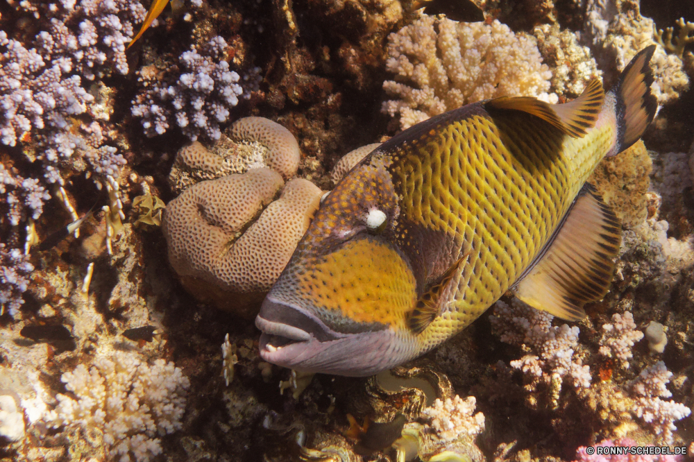 Abu Dabbab Bucht Aal Fisch Riff Unterwasser Koralle Meer Tropischer Marine Ozean Wasser Tauchgang Tauchen aquatische exotische Tauchen Salzwasser bunte Kugelfisch tief Urlaub Reisen Dreifarben erkunden Aquarium Kolonie Tourismus Orte Exploration Schmetterlingsfische Blasen Traum Wildtiere Schwimmen Anemonenfisch Coral reef Leben Schnorcheln Anemone Unterwasser Tiere Schnorchel Farbe Schwimmen sea squirt Schnapper Taucher schwarz hell unter Tank Tiefe Sonnenlicht Fische unten Tierwelt Abenteuer Sonne Salz seelandschaft Sport eel fish reef underwater coral sea tropical marine ocean water dive diving aquatic exotic scuba saltwater colorful puffer deep vacation travel rock beauty explore aquarium colony tourism places exploration butterfly fish bubbles dream wildlife swimming anemone fish coral reef life snorkeling anemone undersea animals snorkel color swim sea squirt snapper diver black bright under tank depth sunlight fishes bottom fauna adventure sun salt seascape sport