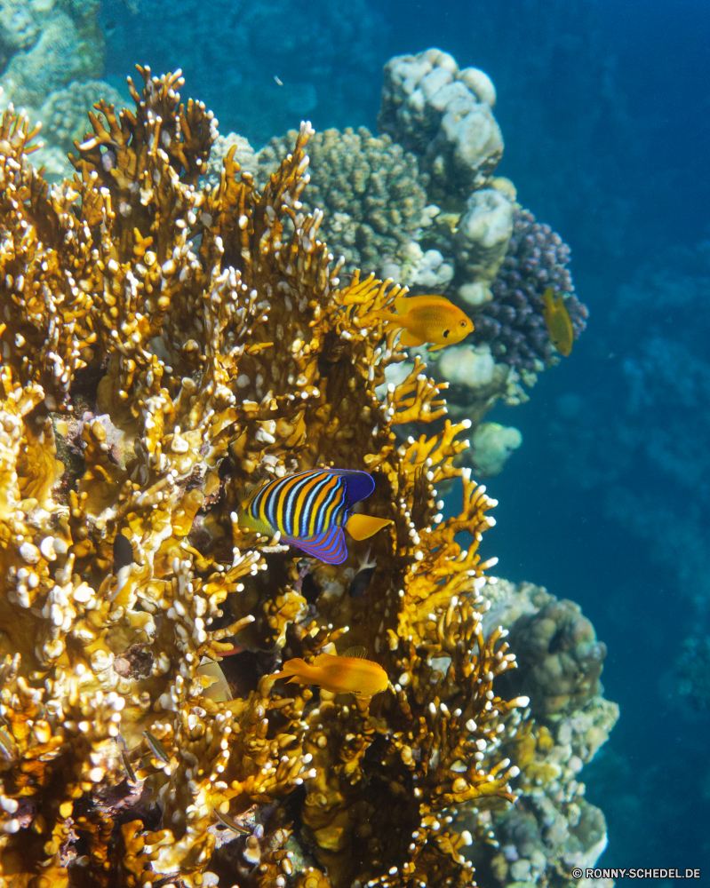  Riff Unterwasser Fisch Koralle Meer Coral reef Ozean Tropischer Marine Tauchen Wasser aquatische Salzwasser exotische Tier Grat Tauchgang Tauchen Kolonie Reisen Schwimmer bunte Taucher natürliche Höhe Sonnenlicht tief erkunden Exploration Urlaub Sonne Tourismus Strauch woody plant Leben Athlet Sonnenstrahl Orte Stechginster hell Blasen Traum Strahlen Scuba diver Kandidat vascular plant Strahl Unterwasser unter Fische unter Farbe seelandschaft Pflanze unter geologische formation Baum Entspannung Wildtiere Oberfläche Scuba diving Anemone Urlaub Tiefe klar Person Aquarium 3D Licht Schule unter Wasser Aqualung Salz Schwimmen Szene Explorer Sommer nass welligkeit Tiere weiche gelb Sonnenstrahlen Szenen gelassene Sonnenschein Flora Sonnenblume Herbst reef underwater fish coral sea coral reef ocean tropical marine diving water aquatic saltwater exotic animal ridge dive scuba colony travel swimmer colorful diver natural elevation sunlight deep explore exploration vacation sun tourism shrub woody plant life athlete sunbeam places gorse bright bubbles dream rays scuba diver contestant vascular plant ray undersea beneath fishes below color seascape plant under geological formation tree relaxation wildlife surface scuba diving anemone holiday depth clear person aquarium 3d light school submerged aqualung salt swimming scene explorer summer wet ripple animals soft yellow sunbeams scenes serene sunshine flora sunflower autumn