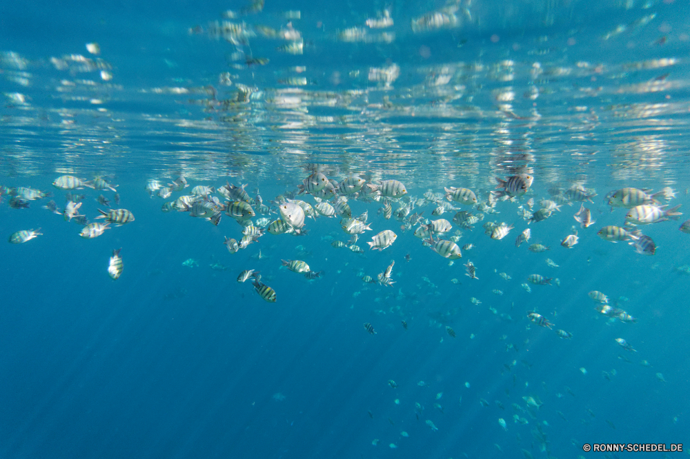  Meer Wasser Unterwasser Ozean Hai Fisch Marine Great White shark Tauchen Koralle Licht Riff Sonnenlicht Tropischer Meerwasser Sonne welligkeit Flüssigkeit aquatische Strahlen hell klar Hintergrund transparente Welle Hammerhai Sonnenstrahl tief Gestaltung Tauchen nass Farbe Oberfläche Strahl Tapete Reinheit Digital Salzwasser Bewegung Raum Grafik Entspannung Textur frische Luft Sommer Hintergründe Körper des Wassers exotische Reinigen Muster Sonnenschein Wellen glänzend Himmel futuristische Tauchgang Kühl Reisen Türkis frisch Blasen Kunst Taucher Leuchten bunte Fantasie Barrakudas Abstraktion Coral reef seelandschaft dunkel Schnorchel Scuba diver Form gewellt Reflexion Tiefe plantschen spiny-finned fish künstlerische Leben Urlaub Aqua Himmel Tropfen Landschaft unter Szene platsch Schwimmen Winter Stil Glühen Urlaub Linien Schule kreative Glas sea water underwater ocean shark fish marine great white shark diving coral light reef sunlight tropical seawater sun ripple liquid aquatic rays bright clear backdrop transparent wave hammerhead sunbeam deep design scuba wet color surface ray wallpaper purity digital saltwater motion space graphic relaxation texture freshness summer backgrounds body of water exotic clean pattern sunshine waves shiny sky futuristic dive cool travel turquoise fresh bubbles art diver shine colorful fantasy barracuda abstraction coral reef seascape dark snorkel scuba diver shape rippled reflection depth splashing spiny-finned fish artistic life holiday aqua heaven drops landscape below scene splash swimming winter style glow vacation lines school creative glass