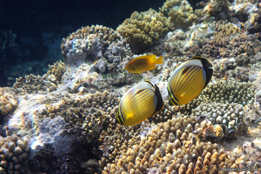  Unterwasser Muscheln Riff Koralle Meer Fisch Mollusk Ozean Tropischer Wirbellose Tier Marine Wasser Venusmuschel Tauchen aquatische exotische Tauchgang Salzwasser Tauchen Urlaub Herzmuschel Reisen Kolonie bunte tief Sonnenlicht Muschel Leben erkunden Aquarium Tourismus Sonne Orte Sonnenstrahl Exploration hell Coral reef Blasen Traum Unterwasser Schwimmen Wildtiere Taucher Polyp Strahl Anemone Tiere Fische Strahlen unter coelenterate Entspannung seelandschaft Farbe unter unter Salz Scuba diving Schnorcheln nass Tiefe welligkeit Grat Oberfläche klar Anemonenfisch Licht Urlaub Klima 3D Sonnenschein Schule Schnapper Federstern Türkis Schneckenart Stachelhäuter ruhige weiche Sommer underwater bivalve reef coral sea fish mollusk ocean tropical invertebrate animal marine water clam diving aquatic exotic dive saltwater scuba vacation cockle travel colony colorful deep sunlight mussel life explore aquarium tourism sun places sunbeam exploration bright coral reef bubbles dream undersea swimming wildlife diver polyp ray anemone animals fishes rays below coelenterate relaxation seascape color under beneath salt scuba diving snorkeling wet depth ripple ridge surface clear anemone fish light holiday climate 3d sunshine school snapper feather star turquoise gastropod echinoderm tranquil soft summer