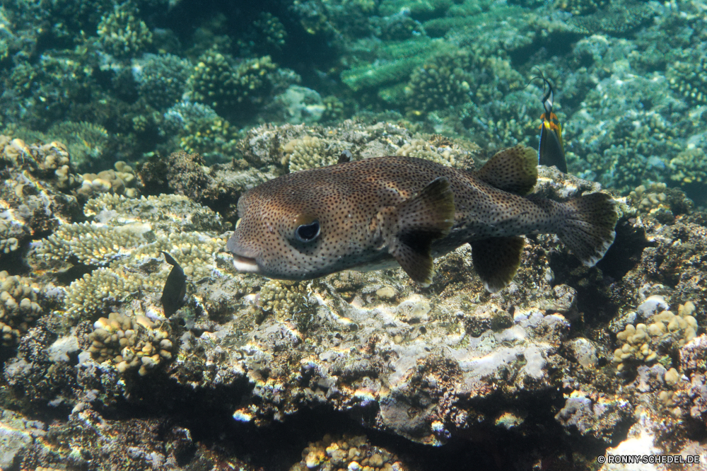  Kugelfisch Riff Unterwasser Koralle Fisch Meer Ozean Tauchen Tropischer Marine Wasser Coral reef aquatische Tauchgang Tauchen exotische Salzwasser Grat tief Reisen Kolonie Sonnenlicht Urlaub bunte Sonne natürliche Höhe Leben Aal Sonnenstrahl erkunden Exploration Unterwasser hell Schwimmen Tourismus Wildtiere Strahl unter Orte unter Blasen Taucher Strahlen Traum unter seelandschaft Scuba diving Aquarium Farbe Tiefe Schnorcheln geologische formation klar Tiere 3D Entspannung Schule Schnorchel nass Sonnenschein Fische Schildkröte Salz welligkeit Klima Sommer Schnapper Sport friedliche Licht Oberfläche Tierwelt Schwimmen Abenteuer horizontale Ruhe puffer reef underwater coral fish sea ocean diving tropical marine water coral reef aquatic dive scuba exotic saltwater ridge deep travel colony sunlight vacation colorful sun natural elevation life eel sunbeam explore exploration undersea bright swimming tourism wildlife ray below places under bubbles diver rays dream beneath seascape scuba diving aquarium color depth snorkeling geological formation clear animals 3d relaxation school snorkel wet sunshine fishes turtle salt ripple climate summer snapper sport peaceful light surface fauna swim adventure horizontal calm