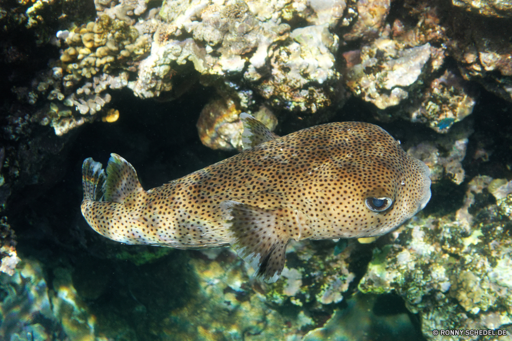  Kugelfisch Unterwasser Fisch Riff Koralle Meer Tropischer Ozean Tauchen Wasser Marine Tauchen aquatische Tauchgang exotische Salzwasser tief Reisen Urlaub bunte Wildtiere Kolonie Schwimmen Leben Tourismus Aquarium erkunden Orte Schnorcheln Sonnenlicht Taucher Blasen Traum Unterwasser Fische unter Farbe Tiere hell Scuba diving Exploration Tierwelt Schwimmen Schnorchel schwarz unter Tank Tiefe seelandschaft Klima Sport Schnapper Abenteuer Aal Schule Sonne Schildkröte Wild Wendekreis Sommer Strahl puffer underwater fish reef coral sea tropical ocean diving water marine scuba aquatic dive exotic saltwater deep travel vacation colorful wildlife colony swimming life tourism aquarium explore places snorkeling sunlight diver bubbles dream undersea fishes under color animals bright scuba diving exploration fauna swim snorkel black below tank depth seascape climate sport snapper adventure eel school sun turtle wild tropic summer ray