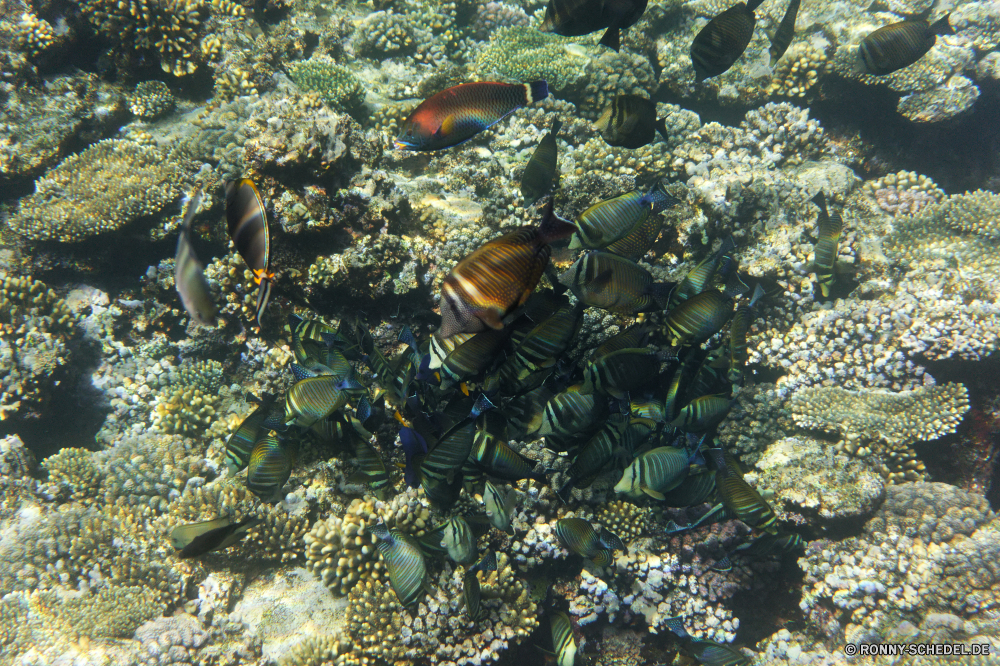  Riff Meer Unterwasser Koralle Fisch Ozean Tropischer Wasser Marine Tauchen aquatische Tier Coral reef Salzwasser Tauchgang exotische Krustentier Tauchen Barnacle Schwimmer Reisen Gliederfüßer bunte Athlet Wirbellose Kolonie tief Aqualung Taucher Grat Tourismus Urlaub erkunden Kandidat Exploration Sonne Leben Sonnenlicht Orte Anemone Unterwasser seelandschaft natürliche Höhe Blasen Traum Sonnenstrahl Wildtiere Scuba diver Tiere Aquarium Farbe Person Strahlen unter Oberfläche hell Strahl Entspannung unter Schnorcheln unter Schwimmen Scuba diving Schwimmen klar Schule Fische Tiefe Explorer Sommer geologische formation nass Licht Schnorchel 3D Salz Strand Abenteuer Pflanzen Sport reef sea underwater coral fish ocean tropical water marine diving aquatic animal coral reef saltwater dive exotic crustacean scuba barnacle swimmer travel arthropod colorful athlete invertebrate colony deep aqualung diver ridge tourism vacation explore contestant exploration sun life sunlight places anemone undersea seascape natural elevation bubbles dream sunbeam wildlife scuba diver animals aquarium color person rays under surface bright ray relaxation beneath snorkeling below swimming scuba diving swim clear school fishes depth explorer summer geological formation wet light snorkel 3d salt beach adventure plants sport