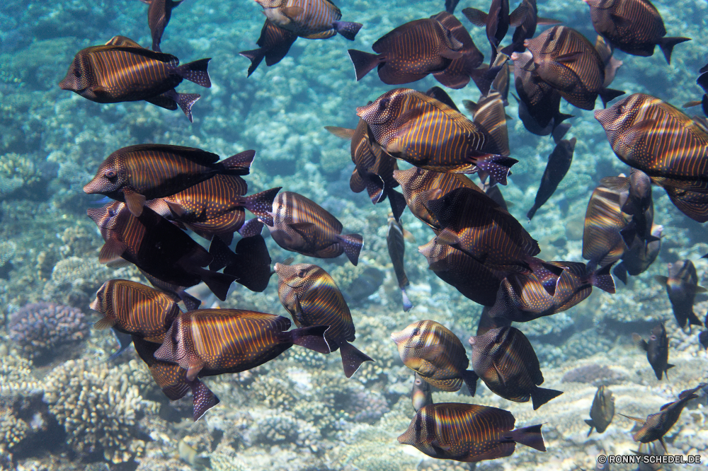  Fisch Meer Riff Wasser Unterwasser Ozean Mollusk Schildkröte Wildtiere Tropischer Wirbellose Marine aquatische Koralle Muschelschalen Wild Schneckenart Tier Reisen Coral reef Muscheln Salzwasser Tauchgang Schale Tauchen Vogel Jakobsmuschel Aquarium exotische Reptil Meeresschildkröte Schwimmen Tiere bunte im freien Tourismus Tauchen Turkei Unechte Karettschildkröte Leben Grat Stechrochen Schnapper erkunden Exploration Urlaub Strahl Braun Farbe Männchen Schildkröte Strand Schließen Park Essen langsam Teich Kolonie Vogelgrippe Sommer Kreatur — Schwimmen im freien tief Freizeit Umgebung natürliche Höhe Aktivität hell Gras fish sea reef water underwater ocean mollusk turtle wildlife tropical invertebrate marine aquatic coral conch wild gastropod animal travel coral reef bivalve saltwater dive shell diving bird scallop aquarium exotic reptile sea turtle swimming animals colorful outdoors tourism scuba turkey loggerhead life ridge stingray snapper explore exploration vacation ray brown color male tortoise beach close park food slow pond colony avian summer creature swim outdoor deep leisure environment natural elevation activity bright grass