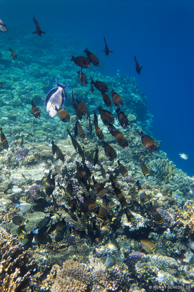  Coral reef Riff Grat Unterwasser Koralle Fisch Meer Ozean natürliche Höhe Tauchen Wasser Tropischer Marine aquatische Salzwasser Tier Tauchen Tauchgang exotische Sonnenlicht geologische formation Sonnenstrahl Kolonie Sonne Reisen tief bunte Strahlen unter Taucher unter erkunden Exploration Urlaub Leben Strahl Tourismus hell Entspannung unter seelandschaft 3D Orte Farbe Blasen Traum Tiefe Scuba diving Unterwasser unter Wasser Schule Oberfläche Fische Licht nass welligkeit klar Sonnenschein Anemone Sonnenstrahlen Szenen Salz gelassene Ruhe ins Rollen gerendert See Aquarium weiche Kopie Schwimmen Urlaub dunkel ruhige Sommer Wildtiere Ruhe Raum friedliche transparente atmosphärische Wellen hilfst du Flüssigkeit horizontale idyllische Bewegung Harmonie Tiere Reinheit Erholung coral reef reef ridge underwater coral fish sea ocean natural elevation diving water tropical marine aquatic saltwater animal scuba dive exotic sunlight geological formation sunbeam colony sun travel deep colorful rays below diver beneath explore exploration vacation life ray tourism bright relaxation under seascape 3d places color bubbles dream depth scuba diving undersea submerged school surface fishes light wet ripple clear sunshine anemone sunbeams scenes salt serene calm rolling rendered lake aquarium soft copy swimming holiday dark tranquil summer wildlife tranquility space peaceful transparent waves atmospheric inviting liquid horizontal idyllic movement harmony animals purity recreation