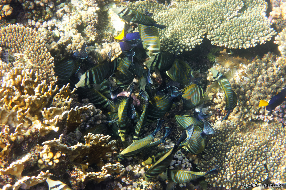  Motorschlitten Kettenfahrzeug gymnosperm Tarnung Soldat Pistole Waffe militärische Fisch Koralle Unterwasser Riff Krieg Meer vascular plant spermatophyte Wasser Marine Ozean einheitliche Helm Mann Schutz Armee Tropischer Tier Radfahrzeug im freien Reisen Tauchgang aquatische Sport Sport Salzwasser Schlacht Extreme Barnacle Streitkräfte Männchen Fahrzeug Baum Maske exotische Gefahr Krieger Tauchen Bespannung Rüstung Krustentier Kleidung Pflanze Statue Person Menschen Tourismus Tauchen Urlaub Ausrüstung bunte Ausbildung Wettbewerb Wald woody plant Aktivität Spiel bewaffnete Ziel Luftgewehr Skulptur Sommer Farbe Erholung Gliederfüßer Sonne Geschichte Kolonie Bekämpfung von Leben Exploration Kampf Bildschirm horizontale Freizeit aktive Erwachsener snowmobile tracked vehicle gymnosperm camouflage soldier gun weapon military fish coral underwater reef war sea vascular plant spermatophyte water marine ocean uniform helmet man protection army tropical animal wheeled vehicle outdoors travel dive aquatic sport sports saltwater battle extreme barnacle forces male vehicle tree mask exotic danger warrior diving covering armor crustacean clothing plant statue person people tourism scuba vacation equipment colorful training competition forest woody plant activity game armed target air gun sculpture summer color recreation arthropod sun history colony combat life exploration fight screen horizontal leisure active adult