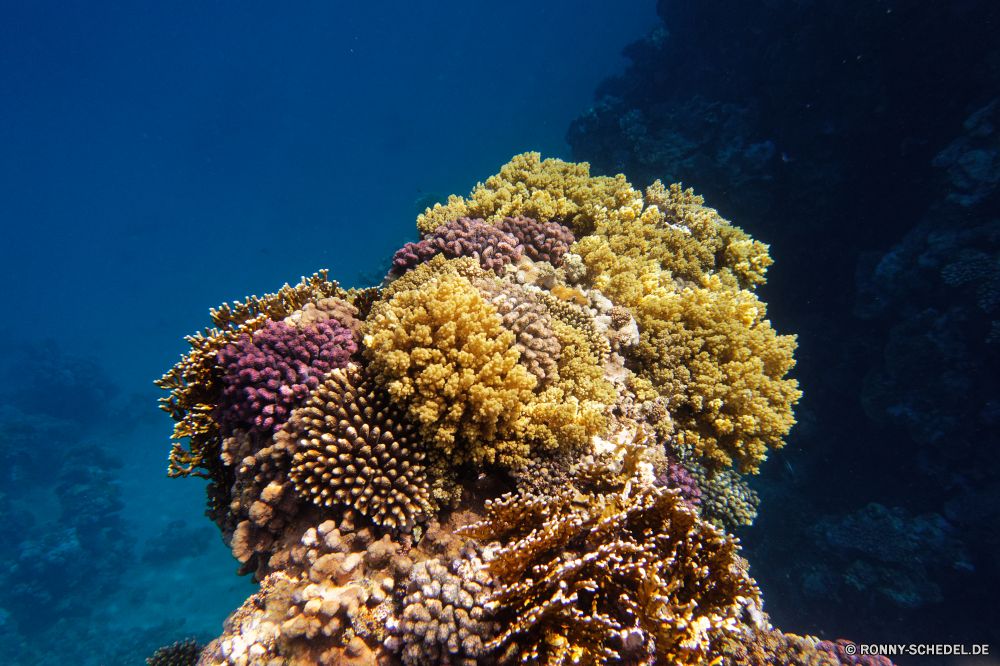  Coral reef Riff Grat Unterwasser Koralle Fisch Meer Ozean Tropischer Marine Tauchen natürliche Höhe Tier aquatische Wasser Salzwasser Tauchgang exotische Tauchen Sonnenlicht Kolonie Sonne Polyp Sonnenstrahl geologische formation bunte Reisen tief erkunden Urlaub Exploration coelenterate Tourismus Wirbellose hell Strahlen Leben unter unter Strahl Unterwasser Orte Traum seelandschaft Entspannung Taucher Farbe 3D Schule nass Licht unter Blasen Salz welligkeit Sonnenschein Aquarium klar Scuba diving Oberfläche Sommer weiche Wildtiere Tiefe Flüssigkeit transparente Anemone unter Wasser Fische Schwimmen Reinheit frische Luft Erholung Sonnenstrahlen Urlaub Szenen frisch hart gelassene idyllische Bewegung Park See Ruhe nationalen ruhige Kopie coral reef reef ridge underwater coral fish sea ocean tropical marine diving natural elevation animal aquatic water saltwater dive exotic scuba sunlight colony sun polyp sunbeam geological formation colorful travel deep explore vacation exploration coelenterate tourism invertebrate bright rays life beneath below ray undersea places dream seascape relaxation diver color 3d school wet light under bubbles salt ripple sunshine aquarium clear scuba diving surface summer soft wildlife depth liquid transparent anemone submerged fishes swimming purity freshness recreation sunbeams holiday scenes fresh hard serene idyllic movement park lake calm national tranquil copy