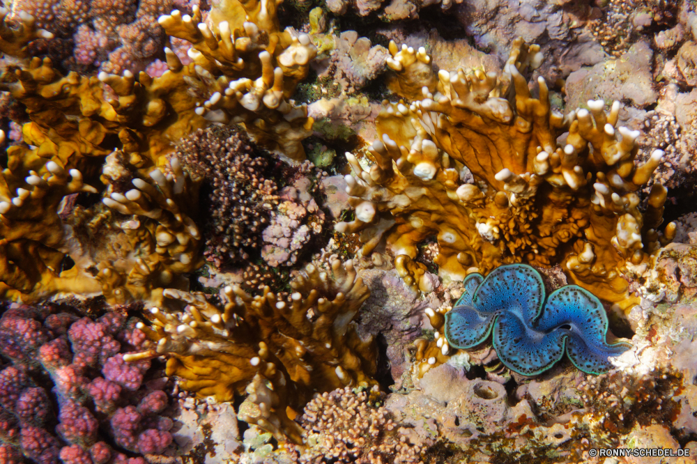  Tier Wirbellose Unterwasser Meer Fisch Koralle sea squirt Ozean Barnacle Marine Riff Tropischer Tauchen Wasser aquatische Krustentier Salzwasser Gliederfüßer exotische bunte Tauchen Tauchgang Stachelhäuter Chordatiere Federstern Sonnenlicht Sonne tief Farbe Kolonie Mollusk hell Reisen Sonnenstrahl Aquarium Strahlen Seestern Wildtiere Strahl Entspannung Leben Urlaub Anemone erkunden Tourismus Muster Plattwürmer nass Exploration Tapete Polyp Orte Oberfläche Farben Sonnenschein gelb Unterwasser unter unter Wurm welligkeit Blasen Traum frisch moderne Grafik Schnorcheln Flüssigkeit Golden visuelle unter Coral reef Seehase Braun Gestaltung Rau weiche coelenterate animal invertebrate underwater sea fish coral sea squirt ocean barnacle marine reef tropical diving water aquatic crustacean saltwater arthropod exotic colorful scuba dive echinoderm chordate feather star sunlight sun deep color colony mollusk bright travel sunbeam aquarium rays starfish wildlife ray relaxation life vacation anemone explore tourism pattern flatworm wet exploration wallpaper polyp places surface colors sunshine yellow undersea beneath below worm ripple bubbles dream fresh modern graphic snorkeling liquid golden visual under coral reef sea slug brown design rough soft coelenterate