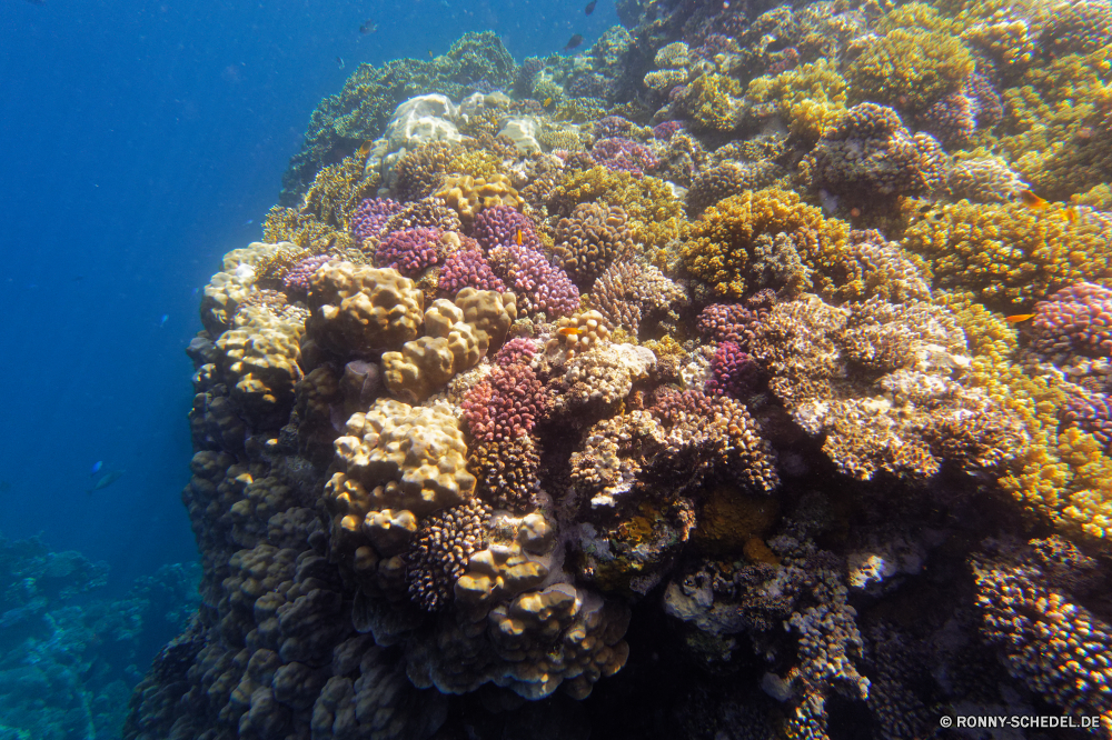  Coral reef Riff Unterwasser Koralle Fisch Meer Polyp Tier Ozean Grat Tropischer Tauchen coelenterate Marine Wasser aquatische Wirbellose Salzwasser Tauchgang natürliche Höhe Tauchen exotische Sonnenlicht Kolonie Reisen Sonne Sonnenstrahl bunte Urlaub Exploration tief erkunden Leben Strahlen Tourismus geologische formation unter Strahl unter Orte hell Traum Farbe Entspannung seelandschaft unter Blasen Unterwasser Organismus 3D Taucher Fische Tiefe Wildtiere Oberfläche Salz nass Schwimmen Sommer Scuba diving Anemone unter Wasser Szenen Aquarium Licht Ruhe Sonnenstrahlen ins Rollen Schule gerendert welligkeit gelassene See Urlaub ruhige weiche Kopie klar Sonnenschein Raum dunkel Flüssigkeit idyllische horizontale Tiere transparente atmosphärische Wellen Schnorcheln hilfst du Ruhe Klima Bewegung Reinheit friedliche coral reef reef underwater coral fish sea polyp animal ocean ridge tropical diving coelenterate marine water aquatic invertebrate saltwater dive natural elevation scuba exotic sunlight colony travel sun sunbeam colorful vacation exploration deep explore life rays tourism geological formation below ray beneath places bright dream color relaxation seascape under bubbles undersea organism 3d diver fishes depth wildlife surface salt wet swimming summer scuba diving anemone submerged scenes aquarium light calm sunbeams rolling school rendered ripple serene lake holiday tranquil soft copy clear sunshine space dark liquid idyllic horizontal animals transparent waves atmospheric snorkeling inviting tranquility climate movement purity peaceful