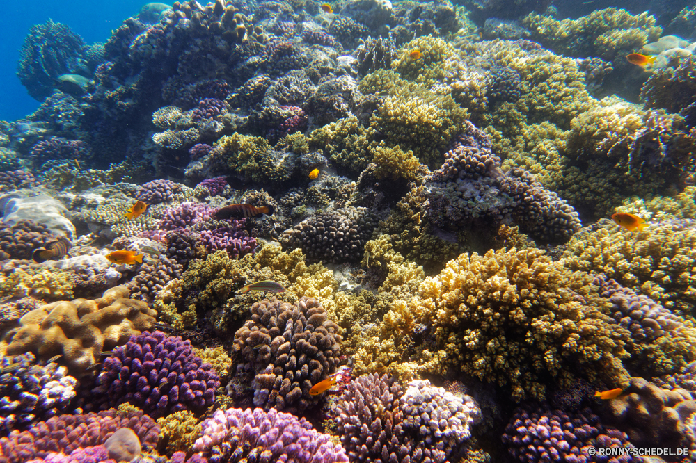  Coral reef Riff Grat Unterwasser Fisch Koralle Meer Ozean Tauchen Tropischer natürliche Höhe Wasser Tier Marine aquatische Salzwasser Tauchgang exotische Tauchen Sonnenlicht Polyp geologische formation Kolonie Reisen tief Sonne Leben coelenterate Sonnenstrahl bunte Urlaub Exploration erkunden Wirbellose hell Tourismus Strahlen Strahl Unterwasser unter Farbe Wildtiere Schwimmen seelandschaft Entspannung unter Taucher Orte Traum Scuba diving Fische unter nass Aquarium Blasen Anemone Schule Tiefe 3D Urlaub Oberfläche welligkeit Licht klar Sonnenschein Salz Tiere transparente Sommer Klima weiche Flüssigkeit Reinheit unter Wasser Schnorcheln Szenen Türkis frische Luft Ruhe ruhige frisch Erholung coral reef reef ridge underwater fish coral sea ocean diving tropical natural elevation water animal marine aquatic saltwater dive exotic scuba sunlight polyp geological formation colony travel deep sun life coelenterate sunbeam colorful vacation exploration explore invertebrate bright tourism rays ray undersea below color wildlife swimming seascape relaxation beneath diver places dream scuba diving fishes under wet aquarium bubbles anemone school depth 3d holiday surface ripple light clear sunshine salt animals transparent summer climate soft liquid purity submerged snorkeling scenes turquoise freshness calm tranquil fresh recreation