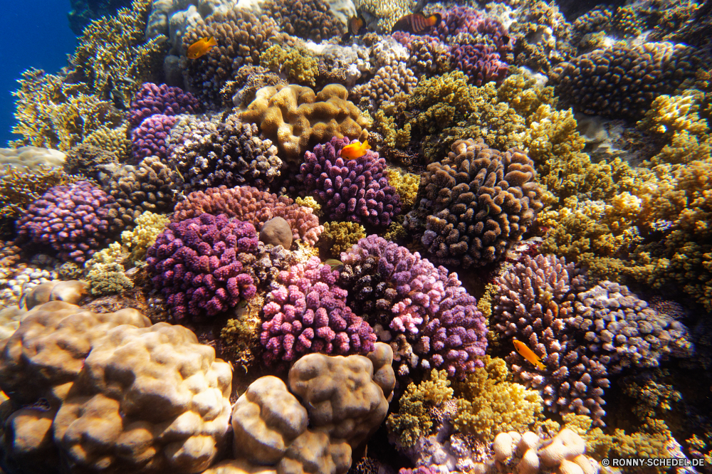  Riff Coral reef Koralle Polyp Unterwasser Fisch Tier Meer coelenterate Grat Ozean Tropischer Wirbellose Tauchen Wasser Marine aquatische natürliche Höhe Salzwasser Tauchgang exotische Tauchen bunte Sonnenlicht Reisen Kolonie Urlaub tief Sonne Leben geologische formation Sonnenstrahl Exploration Tourismus erkunden hell Organismus Wildtiere Farbe Strahl Unterwasser nass Strahlen Schwimmen Entspannung Orte frisch Traum Hirnkoralle Aquarium seelandschaft Blasen Sommer transparente Scuba diving unter Oberfläche Fels unter Urlaub welligkeit Sonnenschein Barnacle Pflanze Steinkorallen Licht unter Taucher Schnorcheln Fische klar Tiefe sea squirt Essen weiche Schule reef coral reef coral polyp underwater fish animal sea coelenterate ridge ocean tropical invertebrate diving water marine aquatic natural elevation saltwater dive exotic scuba colorful sunlight travel colony vacation deep sun life geological formation sunbeam exploration tourism explore bright organism wildlife color ray undersea wet rays swimming relaxation places fresh dream brain coral aquarium seascape bubbles summer transparent scuba diving below surface rock under holiday ripple sunshine barnacle plant stony coral light beneath diver snorkeling fishes clear depth sea squirt food soft school