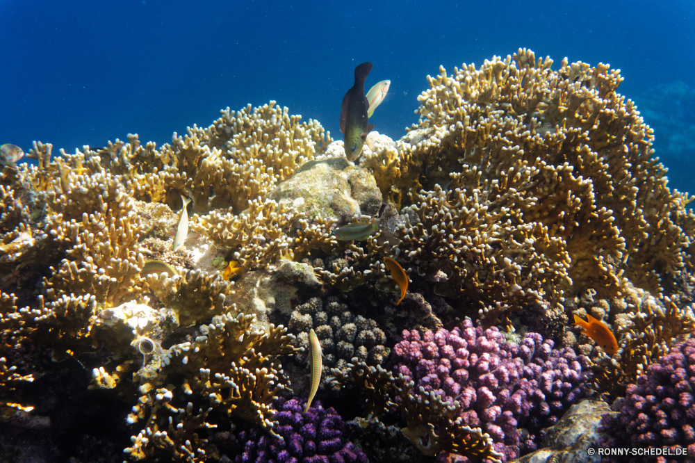  Coral reef Riff Unterwasser Koralle Meer Fisch Ozean Grat Tropischer Marine Tauchen Tier Wasser Salzwasser aquatische Polyp Tauchgang natürliche Höhe exotische coelenterate Kolonie Tauchen Wirbellose Reisen bunte Sonnenlicht Exploration erkunden Urlaub Sonne Sonnenstrahl Tourismus tief Leben geologische formation Orte Traum Blasen hell Strahlen seelandschaft Strahl unter Entspannung unter Farbe Unterwasser Wildtiere unter Anemone Fische 3D Oberfläche Taucher Aquarium nass Schwimmen Urlaub Scuba diving Schule Licht Tiefe klar Anemonenfisch Organismus Salz Sommer Ruhe weiche unter Wasser Szenen welligkeit ruhige Sonnenstrahlen ins Rollen Raum gerendert Türkis gelassene idyllische Sonnenschein Tiere See transparente Kopie coral reef reef underwater coral sea fish ocean ridge tropical marine diving animal water saltwater aquatic polyp dive natural elevation exotic coelenterate colony scuba invertebrate travel colorful sunlight exploration explore vacation sun sunbeam tourism deep life geological formation places dream bubbles bright rays seascape ray below relaxation beneath color undersea wildlife under anemone fishes 3d surface diver aquarium wet swimming holiday scuba diving school light depth clear anemone fish organism salt summer calm soft submerged scenes ripple tranquil sunbeams rolling space rendered turquoise serene idyllic sunshine animals lake transparent copy