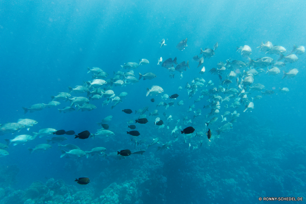  Riff Unterwasser Fisch Coral reef Koralle Meer Ozean Tauchen Wasser Marine Tropischer aquatische Grat Tauchgang Salzwasser Strahl Taucher exotische Tauchen Sonne Sonnenlicht natürliche Höhe Sonnenstrahl tief hell Leben Strahlen Reisen Scuba diver Kolonie klar Aquarium bunte seelandschaft welligkeit nass Wildtiere Sonnenschein unter unter Urlaub Schwimmen Tourismus geologische formation Licht Schule transparente Stechrochen Tier Entspannung Meerwasser Hai Aqualung Flüssigkeit Farbe erkunden Tank Reinheit horizontale Erholung Exploration Explorer Fische Türkis Zitterrochen 3D frische Luft Scuba diving Hammerhai Landschaft Szene Harmonie Barrakudas Flossen Unterwasser Tiefe Salz flache Blasen frisch Welt Oberfläche Korallen unter Wasser Orte spiny-finned fish hell unter Schwimmen Biologie Insel Sport Sport Schnapper Sommer reef underwater fish coral reef coral sea ocean diving water marine tropical aquatic ridge dive saltwater ray diver exotic scuba sun sunlight natural elevation sunbeam deep bright life rays travel scuba diver colony clear aquarium colorful seascape ripple wet wildlife sunshine beneath below vacation swimming tourism geological formation light school transparent stingray animal relaxation seawater shark aqualung liquid color explore tank purity horizontal recreation exploration explorer fishes turquoise electric ray 3d freshness scuba diving hammerhead landscape scene harmony barracuda fins undersea depth salt shallow bubbles fresh world surface corals submerged places spiny-finned fish brightly under swim biology island sport sports snapper summer