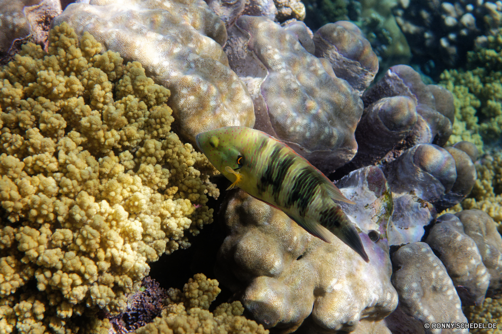  Krustentier Unterwasser Fisch Koralle Meer Tier Wirbellose Riff Ozean Gliederfüßer Marine Tropischer Wasser Einsiedlerkrebs Tauchen Schneckenart aquatische Mollusk exotische Salzwasser Tauchgang Tauchen Reisen Urlaub Barnacle Kolonie bunte erkunden Exploration Tourismus tief Orte Blasen Traum Wildtiere Aquarium Leben Sonnenlicht Sonne Schwimmen Strahl Sonnenstrahl Anemone Schnorcheln Entspannung seelandschaft Farbe Tiere Unterwasser Strahlen unter hell Oberfläche Fels schwarz Sommer Schnapper Fische unter Tiefe nass unter Tierwelt Abenteuer Strand crustacean underwater fish coral sea animal invertebrate reef ocean arthropod marine tropical water hermit crab diving gastropod aquatic mollusk exotic saltwater dive scuba travel vacation barnacle colony colorful explore exploration tourism deep places bubbles dream wildlife aquarium life sunlight sun swimming ray sunbeam anemone snorkeling relaxation seascape color animals undersea rays under bright surface rock black summer snapper fishes below depth wet beneath fauna adventure beach