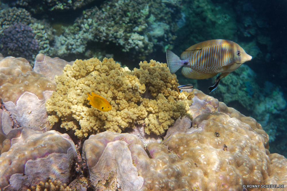  Riff Koralle Coral reef Unterwasser Fisch Meer Ozean Tropischer Marine Tauchen Wasser Grat Tauchgang aquatische Tauchen Tier exotische Salzwasser natürliche Höhe Hirnkoralle Reisen tief Urlaub Polyp Steinkorallen Wirbellose Wildtiere Kolonie bunte Leben coelenterate Aquarium erkunden Schwimmen Tourismus geologische formation Sonnenlicht Unterwasser Schnorcheln Exploration Orte Fische Sonne hell Anemone Tierwelt Blasen Traum Tiere Sonnenstrahl seelandschaft Farbe Entspannung Tiefe unter Strahl Taucher Schnorchel Schwimmen Abenteuer Sport unter Strahlen Wild nass Scuba diving Schildkröte Klima Seeanemone Umwelt- Sommer Schule unten Urlaub reef coral coral reef underwater fish sea ocean tropical marine diving water ridge dive aquatic scuba animal exotic saltwater natural elevation brain coral travel deep vacation polyp stony coral invertebrate wildlife colony colorful life coelenterate aquarium explore swimming tourism geological formation sunlight undersea snorkeling exploration places fishes sun bright anemone fauna bubbles dream animals sunbeam seascape color relaxation depth under ray diver snorkel swim adventure sport below rays wild wet scuba diving turtle climate sea anemone environmental summer school bottom holiday