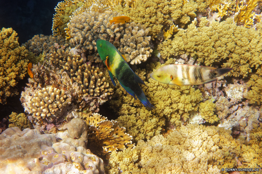  Coral reef Riff Unterwasser Koralle Meer Grat Fisch Tropischer Anemonenfisch Ozean Marine Wasser aquatische Salzwasser natürliche Höhe Tauchgang Tauchen exotische Tauchen bunte Urlaub Kolonie Reisen tief erkunden Exploration geologische formation Tourismus Orte Leben Traum Aquarium Blasen Sonne Sonnenlicht hell Unterwasser gelb Anemone Schwimmen seelandschaft Wildtiere Aal Farbe Pflanze Tiere Sommer Sonnenblume unter Strahl Licht Sonnenstrahl Tiefe Oberfläche Salz schwarz Entspannung Schnapper Schnorcheln unter Taucher Fische unter Strahlen Blume Wirbellose nass natürliche coral reef reef underwater coral sea ridge fish tropical anemone fish ocean marine water aquatic saltwater natural elevation dive diving exotic scuba colorful vacation colony travel deep explore exploration geological formation tourism places life dream aquarium bubbles sun sunlight bright undersea yellow anemone swimming seascape wildlife eel color plant animals summer sunflower under ray light sunbeam depth surface salt black relaxation snapper snorkeling beneath diver fishes below rays flower invertebrate wet natural