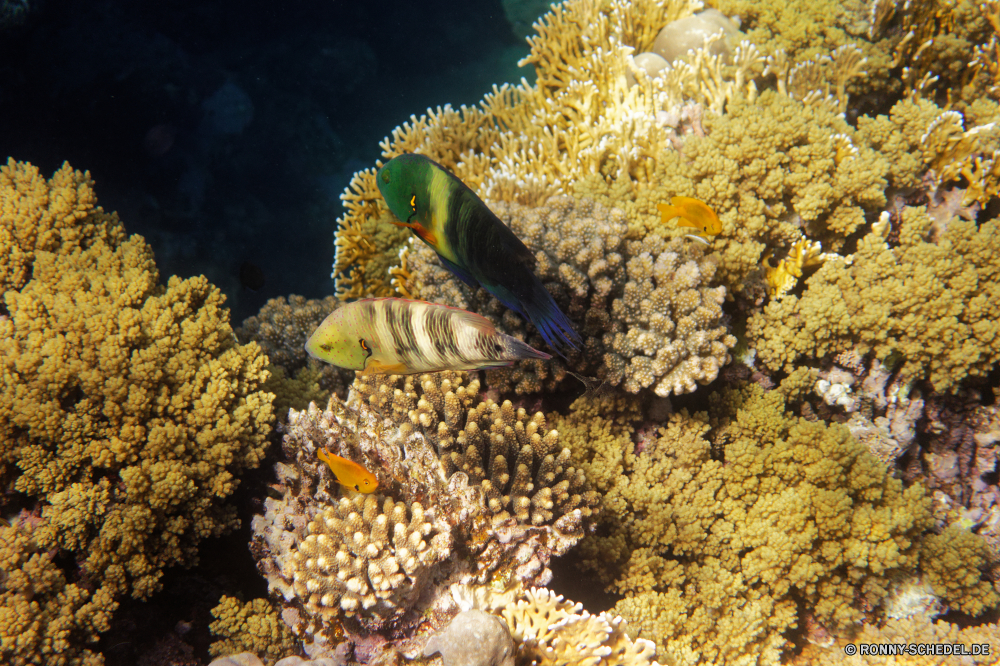  Coral reef Riff Grat Unterwasser Koralle Fisch Meer Ozean Tropischer natürliche Höhe Marine Wasser aquatische Tauchen Salzwasser Tauchgang exotische Tier Tauchen Kolonie bunte geologische formation Reisen Urlaub Sonnenlicht Sonne tief erkunden Tourismus Sonnenstrahl Traum Orte Exploration hell Leben Blasen Unterwasser seelandschaft Strahl Aquarium Strahlen unter unter Farbe Entspannung Anemone Wildtiere Taucher nass unter 3D Tiefe Oberfläche Sonnenschein Sommer Licht Scuba diving Salz klar Schwimmen Anemonenfisch Pflanze weiche Schule Wirbellose Polyp welligkeit Raum Strauch Tiere Ruhe unter Wasser Sonnenstrahlen Fische Szenen gelassene natürliche ruhige schwarz frisch coral reef reef ridge underwater coral fish sea ocean tropical natural elevation marine water aquatic diving saltwater dive exotic animal scuba colony colorful geological formation travel vacation sunlight sun deep explore tourism sunbeam dream places exploration bright life bubbles undersea seascape ray aquarium rays beneath below color relaxation anemone wildlife diver wet under 3d depth surface sunshine summer light scuba diving salt clear swimming anemone fish plant soft school invertebrate polyp ripple space shrub animals calm submerged sunbeams fishes scenes serene natural tranquil black fresh