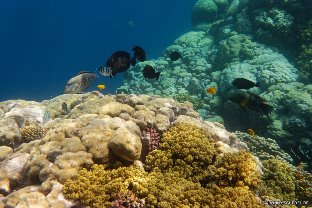  Coral reef Riff Koralle Unterwasser Fisch Meer Grat Ozean Tauchen Tropischer Wasser Hirnkoralle Marine natürliche Höhe aquatische Salzwasser Steinkorallen Tauchgang exotische Tier Tauchen Sonnenlicht Kolonie Reisen tief Sonne bunte geologische formation Sonnenstrahl Urlaub Leben Exploration erkunden Tourismus hell Strahlen unter Taucher Strahl unter Orte Farbe Traum seelandschaft Entspannung unter Scuba diving Unterwasser nass Blasen Schule Schwimmen welligkeit 3D Fische Wildtiere klar Licht Tiefe Salz Oberfläche Aquarium Sonnenschein weiche transparente Sommer Tiere Anemone unter Wasser Sport ruhige Sonnenstrahlen Szenen Flüssigkeit Szene Türkis gelassene Bewegung Reinheit See Ruhe Urlaub coral reef reef coral underwater fish sea ridge ocean diving tropical water brain coral marine natural elevation aquatic saltwater stony coral dive exotic animal scuba sunlight colony travel deep sun colorful geological formation sunbeam vacation life exploration explore tourism bright rays below diver ray beneath places color dream seascape relaxation under scuba diving undersea wet bubbles school swimming ripple 3d fishes wildlife clear light depth salt surface aquarium sunshine soft transparent summer animals anemone submerged sport tranquil sunbeams scenes liquid scene turquoise serene movement purity lake calm holiday