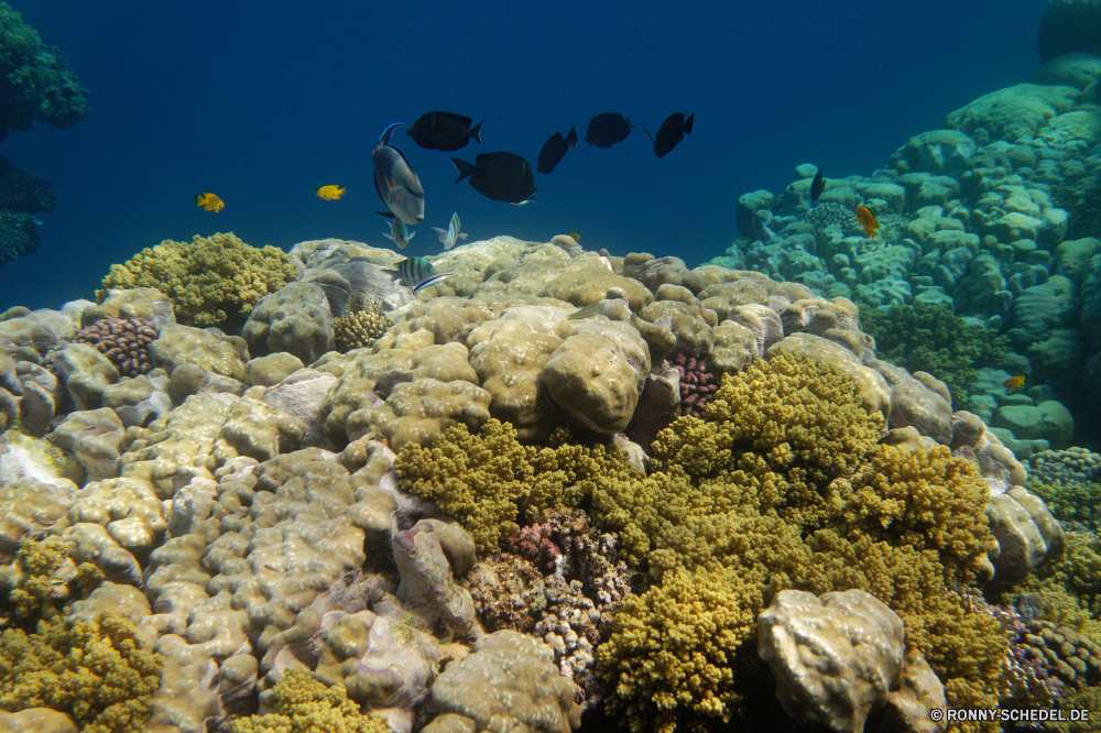  Coral reef Riff Koralle Unterwasser Fisch Meer Ozean Grat Tauchen Wasser Tropischer Hirnkoralle Marine aquatische natürliche Höhe Steinkorallen Salzwasser Tauchgang exotische Tier Tauchen Sonnenlicht Reisen Kolonie tief Sonne Sonnenstrahl Urlaub geologische formation bunte Leben Exploration erkunden unter Tourismus hell Strahlen seelandschaft unter Strahl unter Entspannung Unterwasser nass Farbe Scuba diving Schule Taucher Orte Schwimmen welligkeit Traum Tiefe 3D Wildtiere Aquarium Sommer unter Wasser Licht Oberfläche klar Blasen Sonnenschein Urlaub Schildkröte Fische transparente gelassene Sonnenstrahlen Ruhe Salz Szene Türkis Tiere See Ruhe ruhige weiche Erholung harte Korallen Szenen Flüssigkeit Insel idyllische Reinheit friedliche coral reef reef coral underwater fish sea ocean ridge diving water tropical brain coral marine aquatic natural elevation stony coral saltwater dive exotic animal scuba sunlight travel colony deep sun sunbeam vacation geological formation colorful life exploration explore below tourism bright rays seascape beneath ray under relaxation undersea wet color scuba diving school diver places swimming ripple dream depth 3d wildlife aquarium summer submerged light surface clear bubbles sunshine holiday turtle fishes transparent serene sunbeams tranquility salt scene turquoise animals lake calm tranquil soft recreation hard coral scenes liquid island idyllic purity peaceful