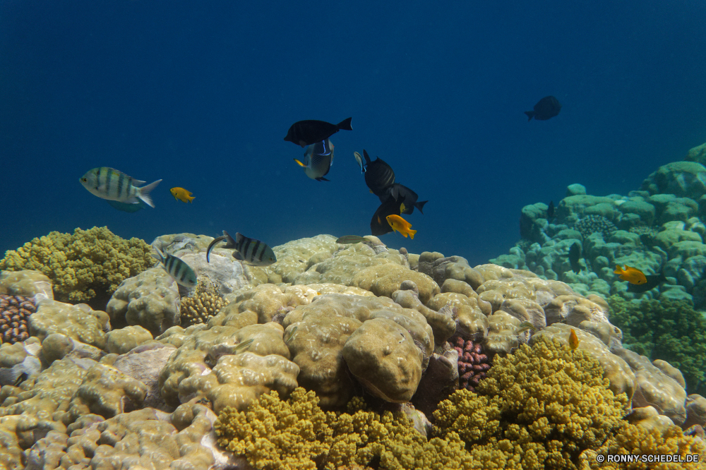  Riff Unterwasser Koralle Meer aquatische Fisch Ozean Tauchen Coral reef Wasser Tropischer Marine Aquarium Salzwasser Tauchgang Tauchen Grat exotische Reisen Sonnenlicht Tier Kolonie tief Sonne natürliche Höhe Urlaub Leben Sonnenstrahl bunte Tourismus Exploration Taucher erkunden hell Strahlen seelandschaft Entspannung Farbe Unterwasser unter unter Schwimmen Strahl Scuba diving unter klar Fische geologische formation Licht Orte Schule nass Wildtiere Sommer Oberfläche Traum Szene Urlaub Türkis welligkeit 3D Anemonenfisch Erholung transparente Tiefe Salz Blasen Tiere See Ruhe Sonnenschein ruhige weiche Anemone unter Wasser Schnorcheln Flüssigkeit Fels Insel idyllische Landschaft Sport Reinheit frisch Scuba diver reef underwater coral sea aquatic fish ocean diving coral reef water tropical marine aquarium saltwater dive scuba ridge exotic travel sunlight animal colony deep sun natural elevation vacation life sunbeam colorful tourism exploration diver explore bright rays seascape relaxation color undersea below under swimming ray scuba diving beneath clear fishes geological formation light places school wet wildlife summer surface dream scene holiday turquoise ripple 3d anemone fish recreation transparent depth salt bubbles animals lake calm sunshine tranquil soft anemone submerged snorkeling liquid rock island idyllic landscape sport purity fresh scuba diver