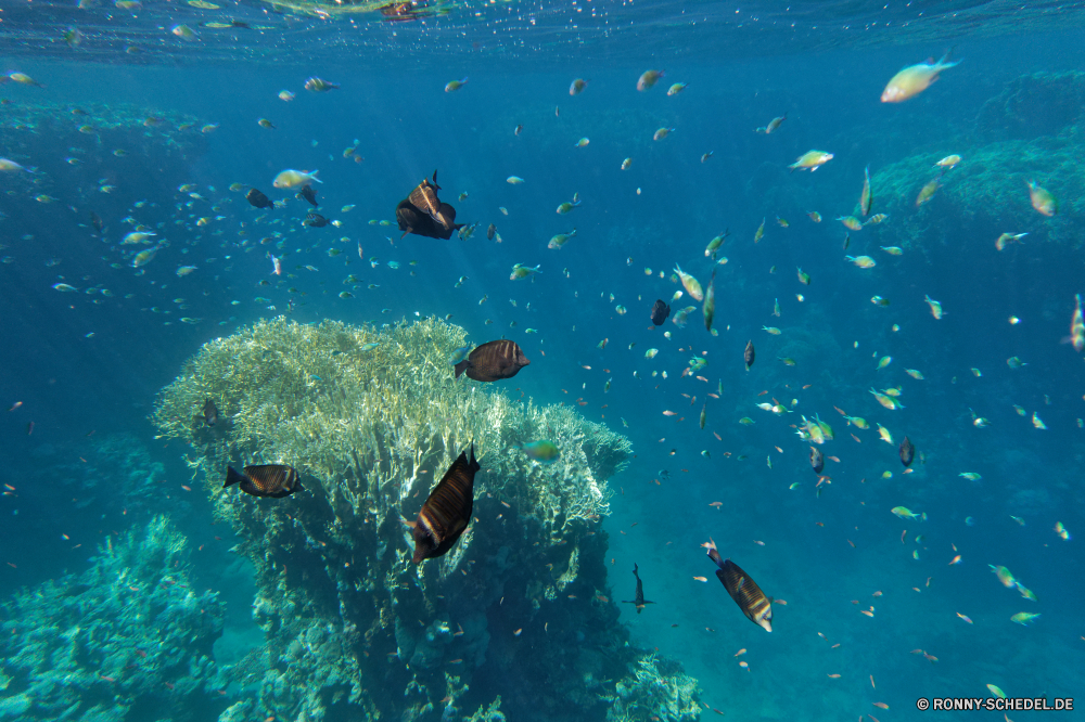  Riff Fisch Unterwasser Meer Koralle Tauchen Ozean Marine Wasser Tropischer aquatische Coral reef Taucher Salzwasser Tauchgang Tauchen exotische Scuba diver Great White shark Sonnenlicht Grat Sonnenstrahl Sonne tief Hai Kolonie hell Leben Reisen bunte Barrakudas Strahlen natürliche Höhe Explorer nass Strahl Tourismus spiny-finned fish unter erkunden Urlaub welligkeit unter Exploration Schwimmen transparente Licht seelandschaft Wildtiere klar Aquarium Schule Sonnenschein Flüssigkeit Erholung Entspannung Schwimmer Reinheit Person Farbe Fische frische Luft 3D Szene Orte Türkis frisch Blasen Schnorchel horizontale Scuba diving Sport geologische formation Oberfläche Aqualung Harmonie Athlet Hammerhai Unterwasser Flossen Tank Tiefe unter unter Wasser Urlaub Salz Traum Tiere Insel Kandidat Schnapper reef fish underwater sea coral diving ocean marine water tropical aquatic coral reef diver saltwater dive scuba exotic scuba diver great white shark sunlight ridge sunbeam sun deep shark colony bright life travel colorful barracuda rays natural elevation explorer wet ray tourism spiny-finned fish beneath explore vacation ripple below exploration swimming transparent light seascape wildlife clear aquarium school sunshine liquid recreation relaxation swimmer purity person color fishes freshness 3d scene places turquoise fresh bubbles snorkel horizontal scuba diving sport geological formation surface aqualung harmony athlete hammerhead undersea fins tank depth under submerged holiday salt dream animals island contestant snapper