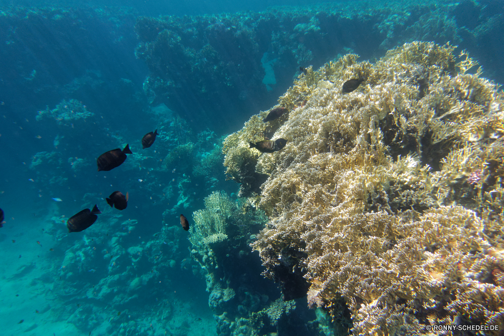  Coral reef Riff Grat Unterwasser Koralle Meer Fisch Ozean natürliche Höhe Tauchen Wasser Tropischer Marine aquatische Salzwasser Tauchgang Tier Tauchen exotische geologische formation Sonnenlicht Reisen Kolonie Sonnenstrahl Sonne tief Urlaub Leben Taucher bunte hell erkunden unter Strahlen seelandschaft Tourismus Exploration Wildtiere unter Schwimmen Strahl klar unter Orte Entspannung Aquarium Farbe 3D Blasen Szene Scuba diving horizontale Schule Traum Korallen Unterwasser unter Wasser Fische nass Tiefe Oberfläche welligkeit Sonnenschein Licht Anemone gefährdet Tank Salz Ruhe Sommer Flossen Sonnenstrahlen Urlaub gelassene Tiere Sport friedliche Landschaft Schnorcheln Szenen ins Rollen Arten Ruhe gerendert Sport See gelb ruhige weiche transparente Welt Kopie coral reef reef ridge underwater coral sea fish ocean natural elevation diving water tropical marine aquatic saltwater dive animal scuba exotic geological formation sunlight travel colony sunbeam sun deep vacation life diver colorful bright explore below rays seascape tourism exploration wildlife beneath swimming ray clear under places relaxation aquarium color 3d bubbles scene scuba diving horizontal school dream corals undersea submerged fishes wet depth surface ripple sunshine light anemone endangered tank salt calm summer fins sunbeams holiday serene animals sport peaceful landscape snorkeling scenes rolling species tranquility rendered sports lake yellow tranquil soft transparent world copy