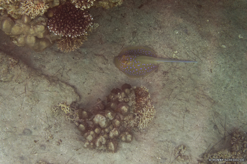  Seegurke Stachelhäuter Wirbellose Tier Meer Ozean Unterwasser Fisch Tropischer Koralle Marine Wasser Riff Tauchen aquatische exotische Tauchen Tauchgang Sand Urlaub Salzwasser Strand Sea urchin Reisen Schneckenart Mollusk sea hare Tourismus tief Sonne Sommer bunte Schale sea pen Küste Seestern Textur Kolonie Schnorcheln Urlaub Unterwasser erkunden Entspannung Oberfläche Muschel seelandschaft Fels Küste Ufer ruhige nass Orte Wildtiere Sonnenlicht unter Blasen Traum closeup Urlaub coelenterate Farbe Anemone Exploration Tiefe natürliche Leben Stein Frame Muster Sterne Schließen Plattwürmer unter Muschelschalen unter hell Wendekreis gelassene idyllische Hintergrund Strahl Insel schmutzig texturierte sea cucumber echinoderm invertebrate animal sea ocean underwater fish tropical coral marine water reef diving aquatic exotic scuba dive sand vacation saltwater beach sea urchin travel gastropod mollusk sea hare tourism deep sun summer colorful shell sea pen coast starfish texture colony snorkeling holiday undersea explore relaxation surface seashell seascape rock coastline shore tranquil wet places wildlife sunlight under bubbles dream closeup vacations coelenterate color anemone exploration depth natural life stone frame pattern star close flatworm beneath conch below bright tropic serene idyllic backdrop ray island dirty textured