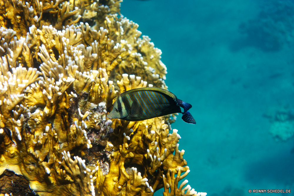  Koralle Unterwasser Meer Baum Fisch woody plant Tropischer Ozean Riff Marine Tauchen vascular plant gelb Wasser Banane Strauch Pflanze aquatische Herbst Sonne Blätter Sonnenblume Salzwasser Essbare Früchte fallen Tier bunte hell Tauchgang exotische Tauchen Sonnenlicht zu produzieren Blatt Reisen Obst Himmel Leben Saison Sommer Farbe tief Flora Landschaft Wald Orange Sonnenstrahl Urlaub Kolonie Strahlen Tourismus Pflanzen Belaubung Cassia Strahl sonnig Entspannung Blume im freien Exploration im freien Park natürliche Wabe Gliederfüßer Unterwasser erkunden Insekt Szene Frühling seelandschaft Urlaub Schließen Landbau Gold Taucher Essen Licht Bäume Entwicklung des ländlichen unter Landwirtschaft saisonale unter Blumen Golden Floral Feld Wirbellose Holz Arbeiter Szenerie weiche Kraut nass Wildtiere coral underwater sea tree fish woody plant tropical ocean reef marine diving vascular plant yellow water banana shrub plant aquatic autumn sun leaves sunflower saltwater edible fruit fall animal colorful bright dive exotic scuba sunlight produce leaf travel fruit sky life season summer color deep flora landscape forest orange sunbeam vacation colony rays tourism plants foliage cassia ray sunny relaxation flower outdoor exploration outdoors park natural honeycomb arthropod undersea explore insect scene spring seascape holiday close farming gold diver food light trees rural beneath agriculture seasonal below flowers golden floral field invertebrate wood worker scenery soft herb wet wildlife