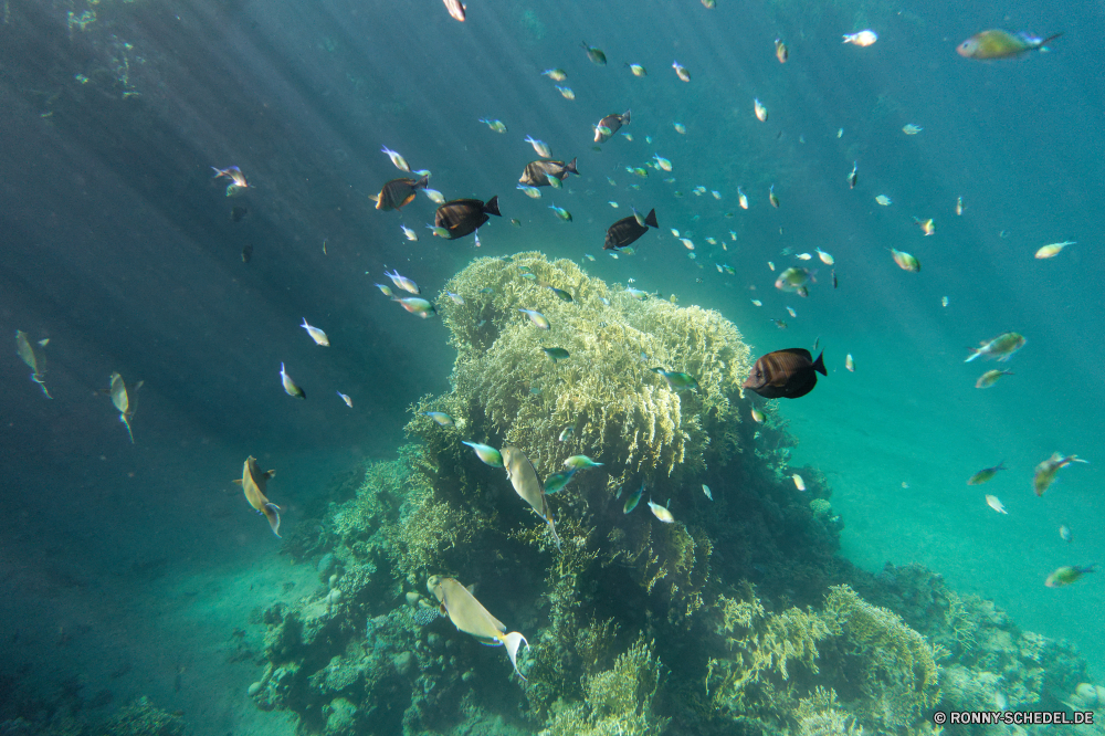  Riff Schnorchel Unterwasser Meer Koralle Fisch Atmung-Gerät Ozean Tauchen Wasser Coral reef Tropischer Marine Gerät aquatische Tauchen Salzwasser Tauchgang Tier Taucher Grat exotische Sonnenlicht Sonne Sonnenstrahl Reisen Kolonie tief natürliche Höhe Urlaub bunte Leben unter Scuba diver hell Strahlen unter Exploration Entspannung Tourismus Strahl erkunden nass klar Schwimmer welligkeit 3D Schwimmen Farbe Unterwasser Licht Schule transparente unter Wildtiere seelandschaft Sonnenschein Scuba diving Fische geologische formation Schwimmen Explorer Orte Urlaub Oberfläche Aquarium Schildkröte Tiefe Sommer Türkis Flüssigkeit Athlet Blasen Tiere Reinheit Erholung Anemone Salz Szene Person Traum Harmonie frische Luft Insel weiche unter Wasser Schnorcheln horizontale Kandidat Landschaft Sport See Ruhe frisch reef snorkel underwater sea coral fish breathing device ocean diving water coral reef tropical marine device aquatic scuba saltwater dive animal diver ridge exotic sunlight sun sunbeam travel colony deep natural elevation vacation colorful life below scuba diver bright rays beneath exploration relaxation tourism ray explore wet clear swimmer ripple 3d swimming color undersea light school transparent under wildlife seascape sunshine scuba diving fishes geological formation swim explorer places holiday surface aquarium turtle depth summer turquoise liquid athlete bubbles animals purity recreation anemone salt scene person dream harmony freshness island soft submerged snorkeling horizontal contestant landscape sport lake calm fresh