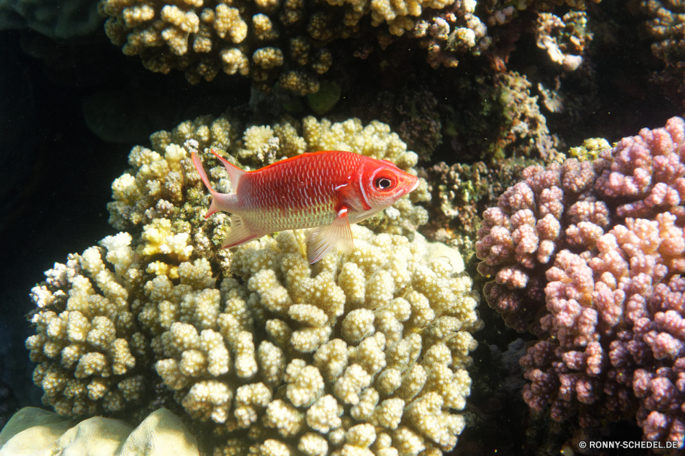  Riff Unterwasser Koralle Polyp Fisch Meer Tropischer Ozean coelenterate Marine Tauchen Wasser Wirbellose Coral reef aquatische Tier Tauchen Tauchgang exotische Salzwasser Aquarium Grat tief Reisen Urlaub bunte Kolonie Leben natürliche Höhe erkunden Wildtiere Exploration Seeanemone Sonnenlicht Schwimmen Tourismus Goldfisch hell Organismus Schnorcheln Fische Anemonenfisch Farbe Sonne Unterwasser Anemone Orte unter Tiere Taucher unter Sonnenstrahl Traum geologische formation Schule Salz Schwimmen Blasen Entspannung Tiefe Tierwelt Strahl nass Schnorchel unter Wild Strahlen seelandschaft Klima Urlaub schwarz Sommer Abenteuer Sport Hirnkoralle reef underwater coral polyp fish sea tropical ocean coelenterate marine diving water invertebrate coral reef aquatic animal scuba dive exotic saltwater aquarium ridge deep travel vacation colorful colony life natural elevation explore wildlife exploration sea anemone sunlight swimming tourism goldfish bright organism snorkeling fishes anemone fish color sun undersea anemone places under animals diver below sunbeam dream geological formation school salt swim bubbles relaxation depth fauna ray wet snorkel beneath wild rays seascape climate holiday black summer adventure sport brain coral