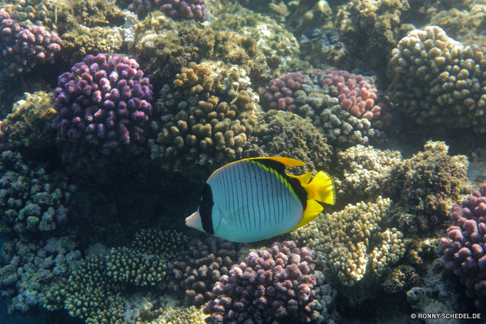  Coral reef Riff Unterwasser Koralle Meer Fisch Ozean Anemonenfisch Grat Tropischer Tauchen Marine Wasser aquatische Salzwasser Tauchgang exotische natürliche Höhe Tauchen Reisen Kolonie Urlaub tief bunte erkunden Exploration Sonnenlicht Tourismus Leben geologische formation Sonne Taucher Sonnenstrahl hell Wildtiere Unterwasser Fische Orte Blasen Strahlen Strahl Traum Scuba diving Schwimmen seelandschaft Anemone unter Aquarium Farbe Entspannung nass unter Schule Tiere Urlaub Licht weiche unter Schnorcheln Salz klar welligkeit Oberfläche Tiefe Abenteuer Sonnenschein transparente 3D Tierwelt Türkis Sommer coral reef reef underwater coral sea fish ocean anemone fish ridge tropical diving marine water aquatic saltwater dive exotic natural elevation scuba travel colony vacation deep colorful explore exploration sunlight tourism life geological formation sun diver sunbeam bright wildlife undersea fishes places bubbles rays ray dream scuba diving swimming seascape anemone under aquarium color relaxation wet below school animals holiday light soft beneath snorkeling salt clear ripple surface depth adventure sunshine transparent 3d fauna turquoise summer