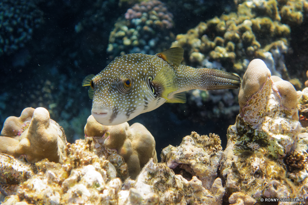  Kugelfisch Unterwasser Fisch Koralle Meer Riff Ozean Tropischer Marine Wasser Tauchen aquatische Tauchgang Tauchen exotische Aal Salzwasser tief Kolonie bunte Urlaub Reisen erkunden Aquarium Wildtiere Tourismus Sonnenlicht Orte Leben Schwimmen Traum Exploration Unterwasser Sonne Blasen unter Taucher Sonnenstrahl hell Farbe unter Strahl Schnapper unter Schnorcheln Tiefe Tierwelt Entspannung Scuba diving Fische seelandschaft Tiere schwarz Schnorchel Schwimmen Strahlen Abenteuer Schule Anemone Wild 3D Salz Klima nass Sommer puffer underwater fish coral sea reef ocean tropical marine water diving aquatic dive scuba exotic eel saltwater deep colony colorful vacation travel explore aquarium wildlife tourism sunlight places life swimming dream exploration undersea sun bubbles under diver sunbeam bright color below ray snapper beneath snorkeling depth fauna relaxation scuba diving fishes seascape animals black snorkel swim rays adventure school anemone wild 3d salt climate wet summer