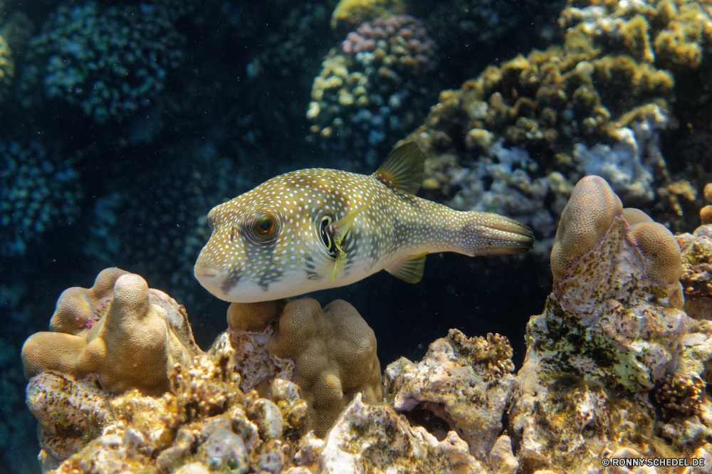  Kugelfisch Unterwasser Fisch Riff Meer Koralle Ozean Tropischer Tauchen Wasser Marine Tauchen Tauchgang aquatische exotische Salzwasser tief Reisen Urlaub Schwimmen Leben bunte Kolonie Wildtiere Aal Sonnenlicht Tourismus Taucher erkunden Unterwasser Schnorcheln hell Tiere Orte Aquarium unter Traum unter Exploration Abenteuer Farbe Sport Blasen Scuba diving Schnorchel Fische Tiefe Tierwelt Schwimmen Sonne Schildkröte Sonnenstrahl Wild seelandschaft Entspannung Sommer unter unten Salz Klima Schnapper schwarz Tropen Strahl Schule nass puffer underwater fish reef sea coral ocean tropical diving water marine scuba dive aquatic exotic saltwater deep travel vacation swimming life colorful colony wildlife eel sunlight tourism diver explore undersea snorkeling bright animals places aquarium under dream below exploration adventure color sport bubbles scuba diving snorkel fishes depth fauna swim sun turtle sunbeam wild seascape relaxation summer beneath bottom salt climate snapper black tropics ray school wet