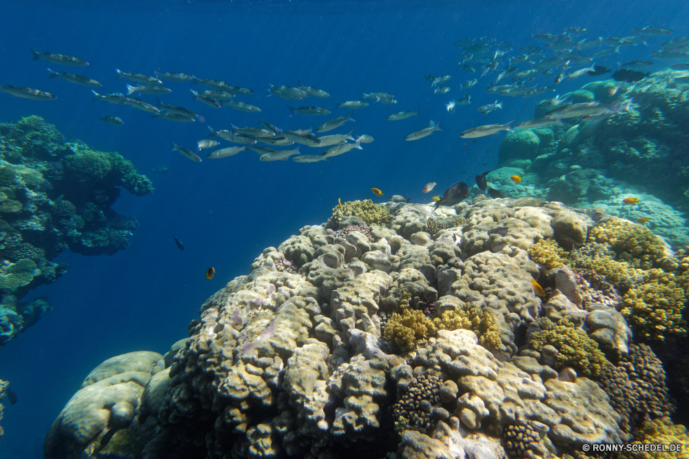  Coral reef Riff Grat Meer Ozean natürliche Höhe Wasser Koralle Unterwasser Fisch Reisen Tropischer geologische formation Küste Marine Landschaft Fels Tauchen aquatische Küste Urlaub Sonne Sonnenlicht Strand Sommer Himmel Tier Salzwasser seelandschaft Tourismus exotische Tauchen Tauchgang Barnacle Berg Welle Ufer Stein Kolonie Urlaub Felsen Insel See friedliche Sonnenstrahl Sand Bucht bunte klar ruhige Krustentier Szenerie Entspannung Farbe Leben Ruhe felsigen Steine sonnig Strahlen hell natürliche Tag Klippe unter unter Erholung Exploration Gliederfüßer Türkis tief idyllische Licht im freien Horizont nass Oberfläche landschaftlich Szene Strahl gelassene Entspannen Sie sich horizontale Park Umgebung erkunden Wolke Wirbellose welligkeit 3D Baum Kap Paradies Hügel Fluss Unterwasser Wald Saison unter Panorama Vorgebirge Reise Süden Sonnenschein im freien Aquarium nationalen Schule transparente coral reef reef ridge sea ocean natural elevation water coral underwater fish travel tropical geological formation coast marine landscape rock diving aquatic coastline vacation sun sunlight beach summer sky animal saltwater seascape tourism exotic scuba dive barnacle mountain wave shore stone colony holiday rocks island lake peaceful sunbeam sand bay colorful clear tranquil crustacean scenery relaxation color life calm rocky stones sunny rays bright natural day cliff beneath below recreation exploration arthropod turquoise deep idyllic light outdoor horizon wet surface scenic scene ray serene relax horizontal park environment explore cloud invertebrate ripple 3d tree cape paradise hill river undersea forest season under panorama promontory journey south sunshine outdoors aquarium national school transparent