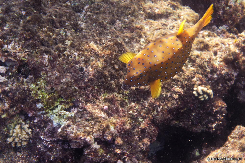  Schneckenart Mollusk Wirbellose Schnecke Fisch Meer Unterwasser Ozean Tropischer Wasser Marine Riff aquatische Koralle Tier Tauchen exotische Tauchen Tauchgang Urlaub bunte Salzwasser Schnapper Leben tief Tourismus Reisen Schwimmen Seehase Wildtiere Schwimmen sea hare Aquarium Farbe Kolonie Muschelschalen Strand Schließen Schnorcheln erkunden Schale Sand Taucher Sommer Sonne Exploration Sonnenlicht im freien Resort Urlaub ruhige Unterwasser Orte Blasen Abenteuer Traum hell gelb nass FIN Tank Salz Speisefische Paradies Entspannung Tiere Umgebung Kugelfisch Schnorchel Fische unter Wild Lagune im freien Stachelhäuter Urlaub Küste Sport closeup Insel Seestern Tourist gastropod mollusk invertebrate slug fish sea underwater ocean tropical water marine reef aquatic coral animal diving exotic scuba dive vacation colorful saltwater snapper life deep tourism travel swimming sea slug wildlife swim sea hare aquarium color colony conch beach close snorkeling explore shell sand diver summer sun exploration sunlight outdoors resort holiday tranquil undersea places bubbles adventure dream bright yellow wet fin tank salt food fish paradise relaxation animals environment puffer snorkel fishes below wild lagoon outdoor echinoderm vacations coastline sport closeup island starfish tourist