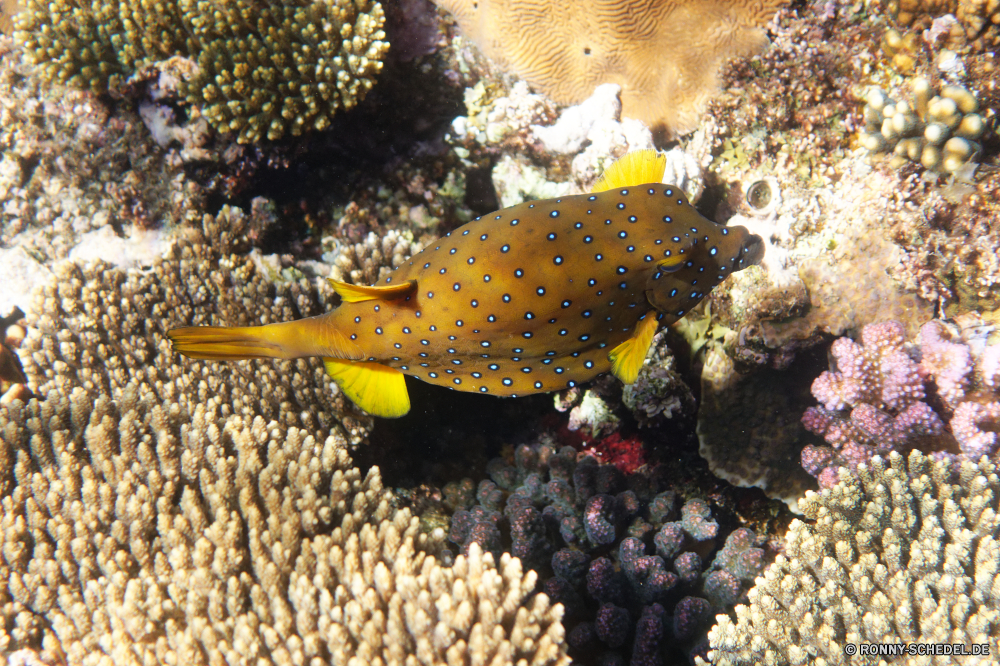  Riff Unterwasser Fisch Coral reef Koralle Meer Marine Ozean Tropischer aquatische Wasser Tauchen Tier Tauchgang Grat exotische Tauchen Salzwasser natürliche Höhe Kolonie tief bunte Urlaub Reisen erkunden Wirbellose Aquarium Tourismus Wildtiere Exploration Schneckenart Leben Sonnenlicht Orte Traum Sonne Blasen Taucher Mollusk geologische formation Schwimmen Unterwasser Sonnenstrahl hell Farbe Kugelfisch sea squirt Anemone unter Krustentier Strahl Amphibie Seehase unter Tiefe Salz Tierwelt Strahlen unter schwarz sea hare Schnapper Schnorcheln Fische Schwimmen Tiere Gliederfüßer Schule nass Scuba diving unten 3D Sommer Ei Krabbe Sonnenschein Licht Urlaub reef underwater fish coral reef coral sea marine ocean tropical aquatic water diving animal dive ridge exotic scuba saltwater natural elevation colony deep colorful vacation travel explore invertebrate aquarium tourism wildlife exploration gastropod life sunlight places dream sun bubbles diver mollusk geological formation swimming undersea sunbeam bright color puffer sea squirt anemone below crustacean ray amphibian sea slug beneath depth salt fauna rays under black sea hare snapper snorkeling fishes swim animals arthropod school wet scuba diving bottom 3d summer egg crab sunshine light holiday