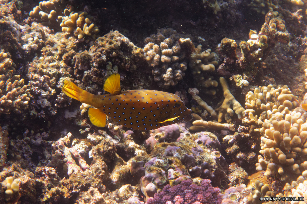  Coral reef Riff Unterwasser Grat Meer Fisch Koralle Ozean Tropischer Marine Wasser natürliche Höhe Tauchen aquatische Salzwasser exotische Tauchgang Tier Tauchen Kolonie bunte Reisen tief Urlaub geologische formation erkunden Exploration Sonnenlicht Tourismus Sonne Leben Orte Sonnenstrahl Traum Unterwasser hell Blasen Wildtiere Aquarium Strahlen seelandschaft Wirbellose Strahl Anemone Taucher Entspannung Scuba diving Schwimmen unter unter Farbe Tiefe Fische Schule Tiere nass Oberfläche 3D klar Salz Licht unter Urlaub welligkeit Abenteuer Mollusk Sonnenschein Sommer Krustentier weiche Schnapper Schnorcheln schwarz coral reef reef underwater ridge sea fish coral ocean tropical marine water natural elevation diving aquatic saltwater exotic dive animal scuba colony colorful travel deep vacation geological formation explore exploration sunlight tourism sun life places sunbeam dream undersea bright bubbles wildlife aquarium rays seascape invertebrate ray anemone diver relaxation scuba diving swimming beneath below color depth fishes school animals wet surface 3d clear salt light under holiday ripple adventure mollusk sunshine summer crustacean soft snapper snorkeling black