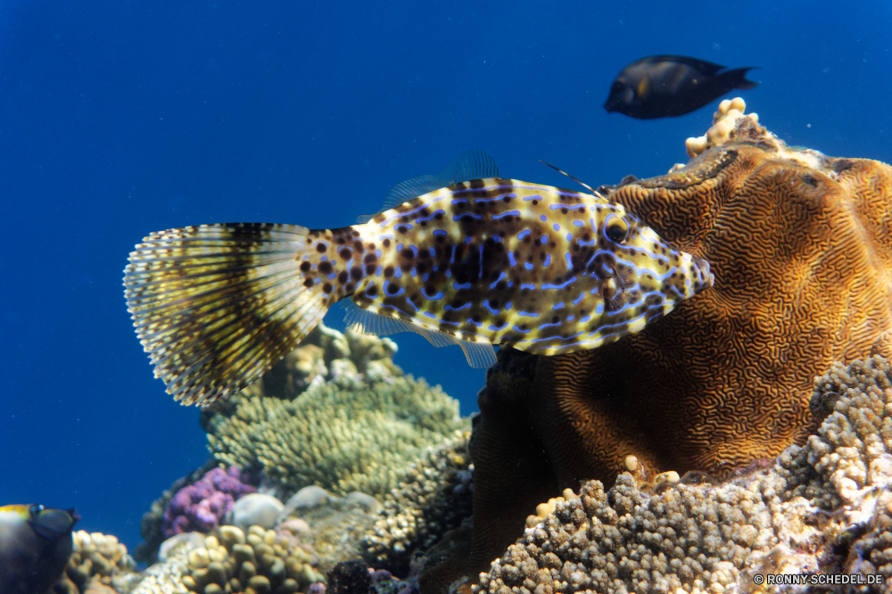  Riff Unterwasser Meer Fisch Koralle Ozean Tropischer Kugelfisch Tauchen Marine Wasser Coral reef Tauchgang aquatische exotische Salzwasser Tauchen tief Grat Reisen Kolonie Sonnenlicht Leben bunte Urlaub Schwimmen Sonne erkunden Wildtiere natürliche Höhe Sonnenstrahl Exploration Taucher hell Aquarium unter Unterwasser Tourismus Farbe Scuba diving unter Fische Traum Schildkröte Orte Blasen Tiere Licht Schule unter Strahl Aal 3D Salz Strahlen Schwimmen Entspannung geologische formation Tiefe klar Wild Klima weiche Schnorcheln Wendekreis seelandschaft Körper des Wassers Wirbellose Türkis nass Tierwelt Bewegung Urlaub Schneckenart Mollusk Sommer reef underwater sea fish coral ocean tropical puffer diving marine water coral reef dive aquatic exotic saltwater scuba deep ridge travel colony sunlight life colorful vacation swimming sun explore wildlife natural elevation sunbeam exploration diver bright aquarium below undersea tourism color scuba diving beneath fishes dream turtle places bubbles animals light school under ray eel 3d salt rays swim relaxation geological formation depth clear wild climate soft snorkeling tropic seascape body of water invertebrate turquoise wet fauna movement holiday gastropod mollusk summer