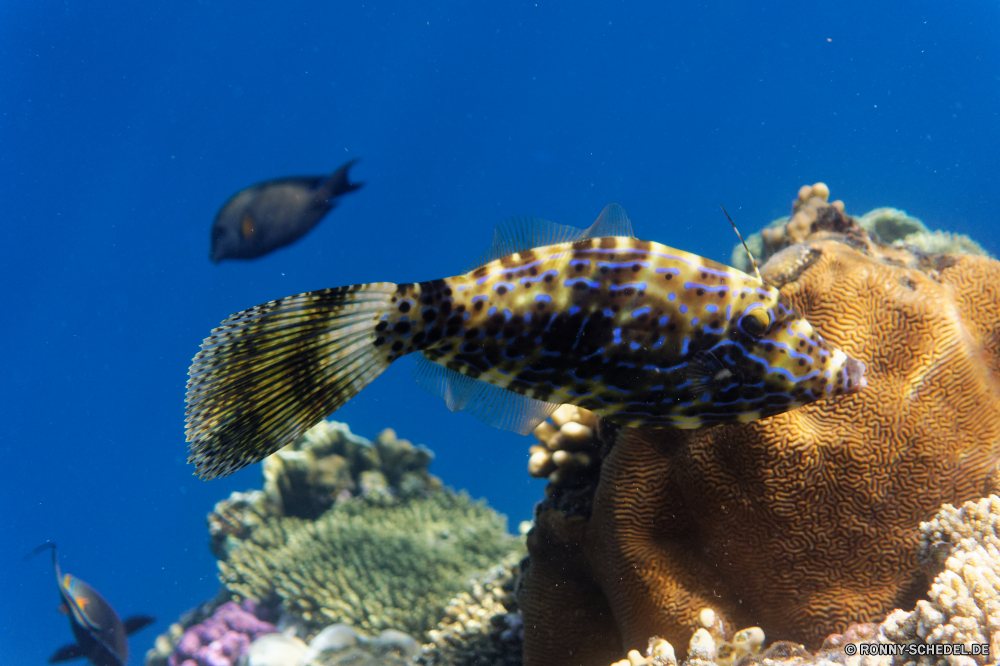  Meer Riff Unterwasser Fisch Koralle Ozean Tropischer Tauchen Marine Wasser aquatische Tauchgang exotische Tauchen Salzwasser Tier Coral reef Sonnenlicht tief Aquarium Leben Reisen Kolonie Sonnenstrahl Sonne bunte Körper des Wassers hell Meerwasser Taucher Grat Urlaub Exploration unter erkunden Strahlen Strahl Schwimmen unter Tourismus Wildtiere Farbe Unterwasser Fische Wirbellose Entspannung Scuba diving unter natürliche Höhe Tiere nass Schildkröte seelandschaft welligkeit Traum Sonnenschein Orte Salz Blasen 3D Schule Licht Wild Klima Türkis Anemone Erholung Tiefe Schwimmen klar transparente Mollusk Harmonie Reinheit Sport Schneckenart weiche Flüssigkeit frische Luft Urlaub geologische formation Oberfläche sea reef underwater fish coral ocean tropical diving marine water aquatic dive exotic scuba saltwater animal coral reef sunlight deep aquarium life travel colony sunbeam sun colorful body of water bright seawater diver ridge vacation exploration below explore rays ray swimming beneath tourism wildlife color undersea fishes invertebrate relaxation scuba diving under natural elevation animals wet turtle seascape ripple dream sunshine places salt bubbles 3d school light wild climate turquoise anemone recreation depth swim clear transparent mollusk harmony purity sport gastropod soft liquid freshness holiday geological formation surface